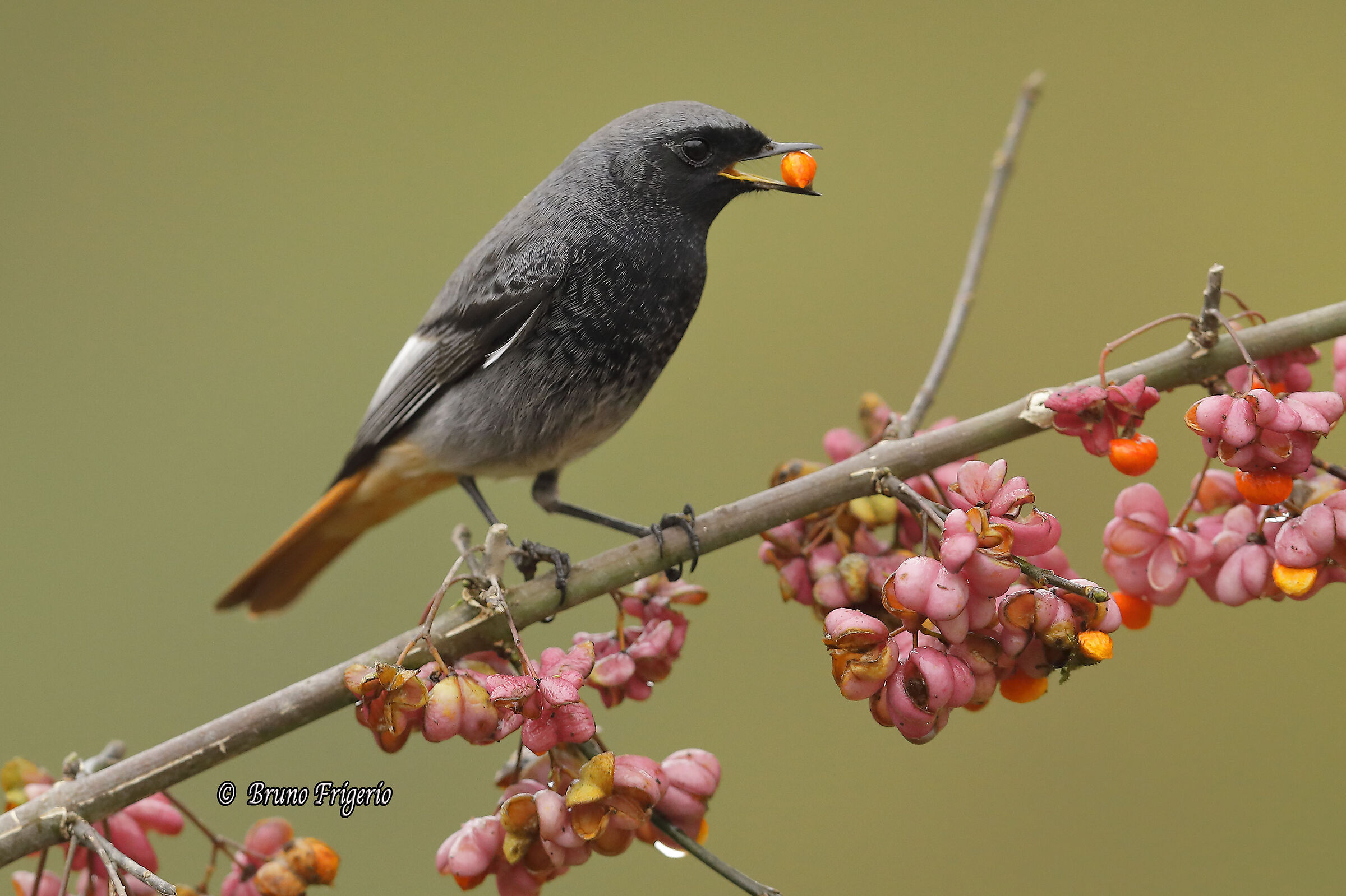 codirosso spazzacamino