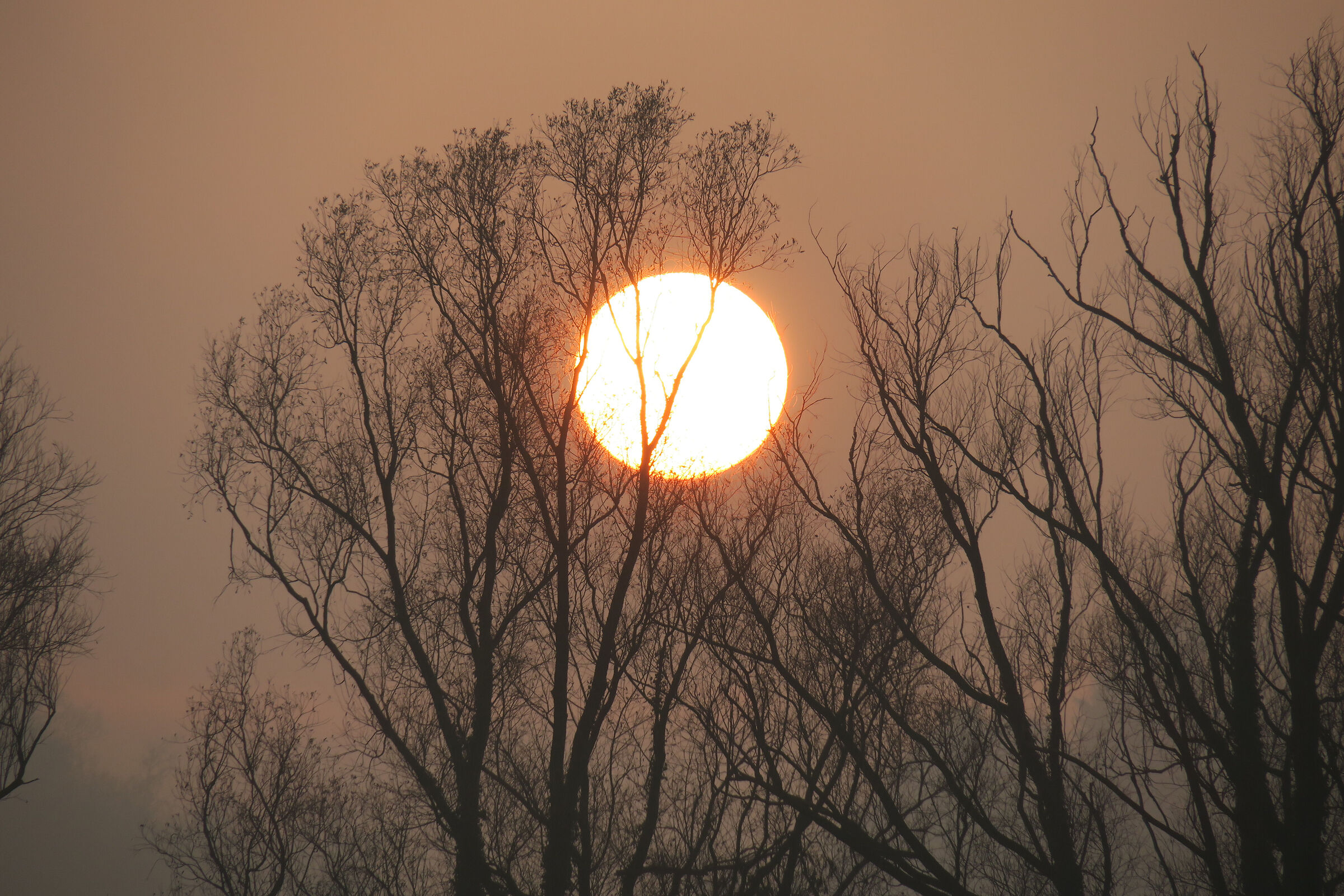 Tramonto dietro ai rami