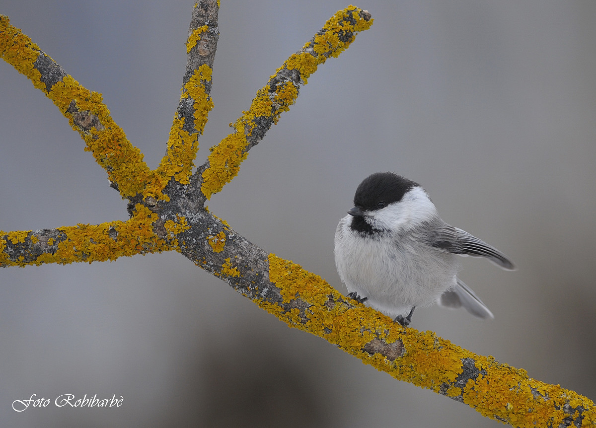 Cincia bigia....alpestre