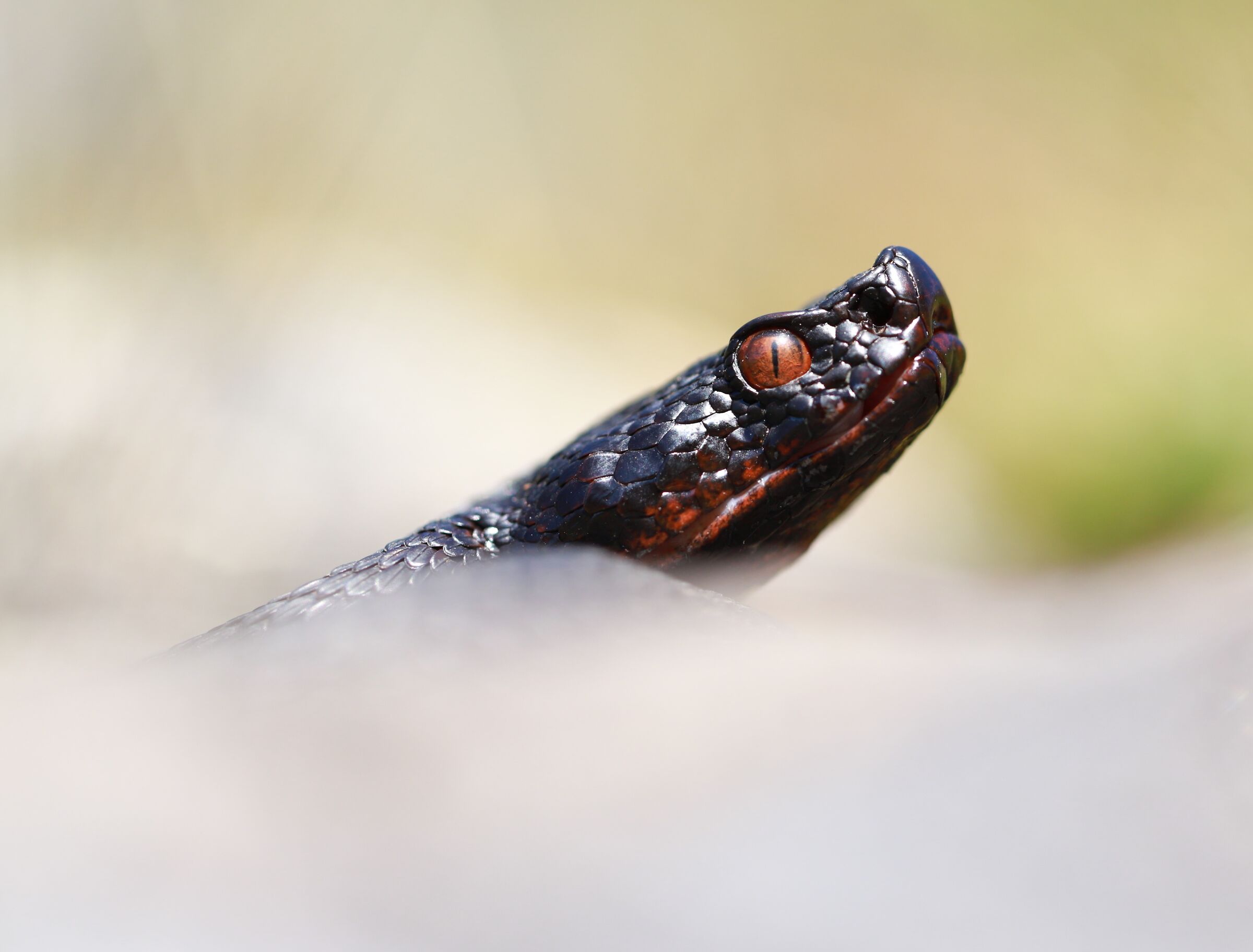 Vipera aspis aspis ex atra, femmina