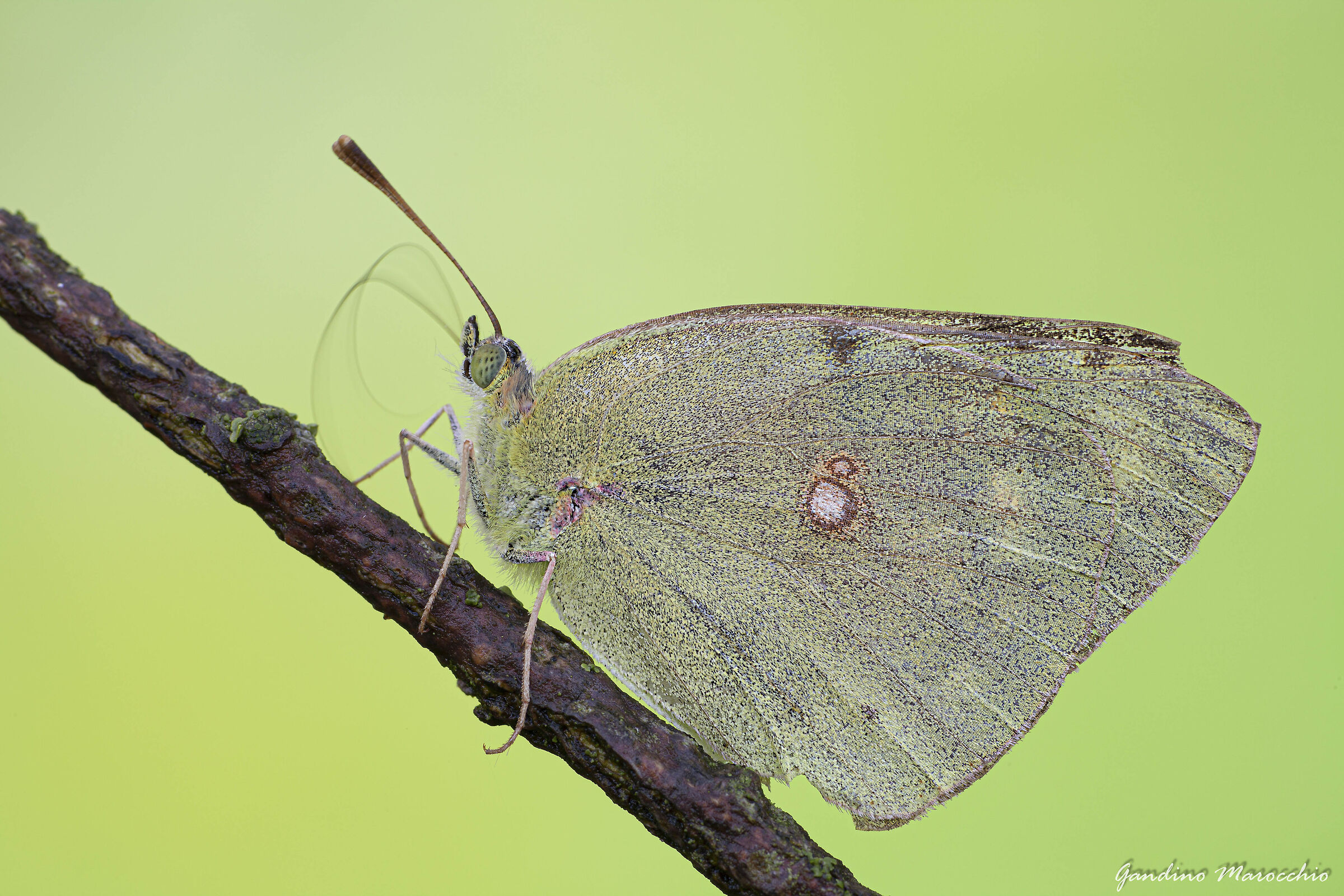 Colias Palaeno