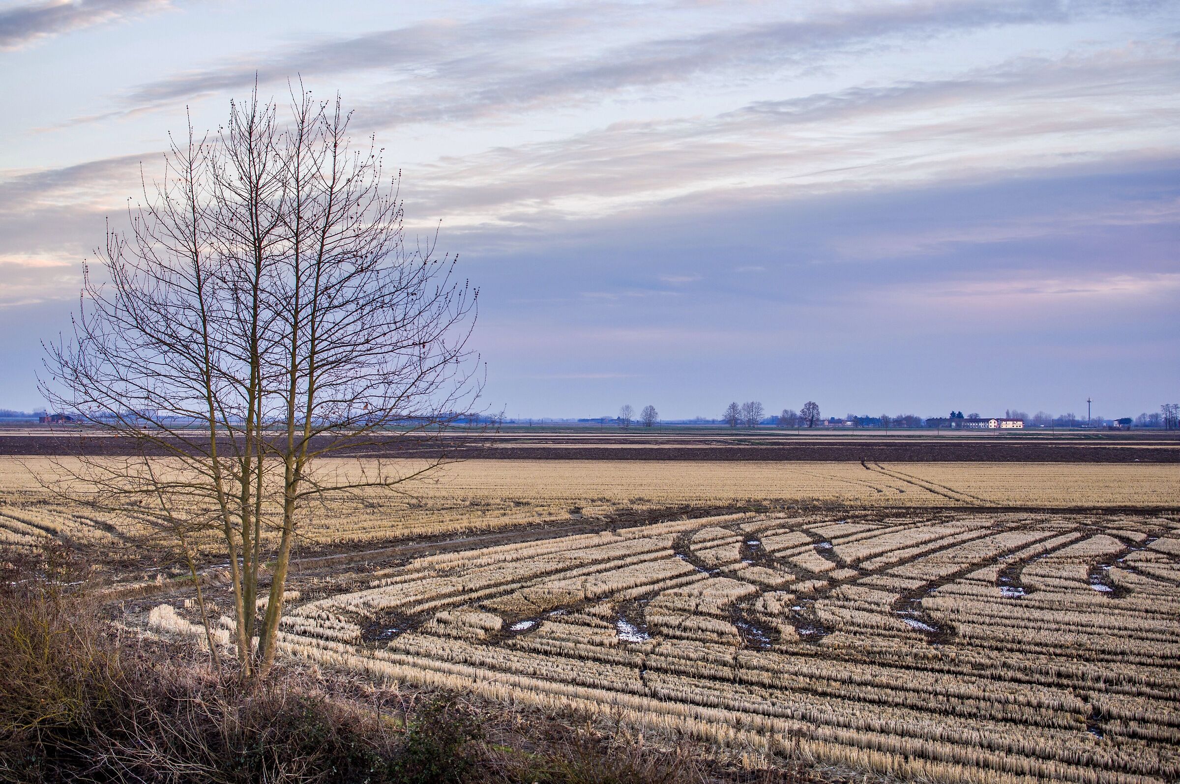 Vercellese, risaie a riposo.