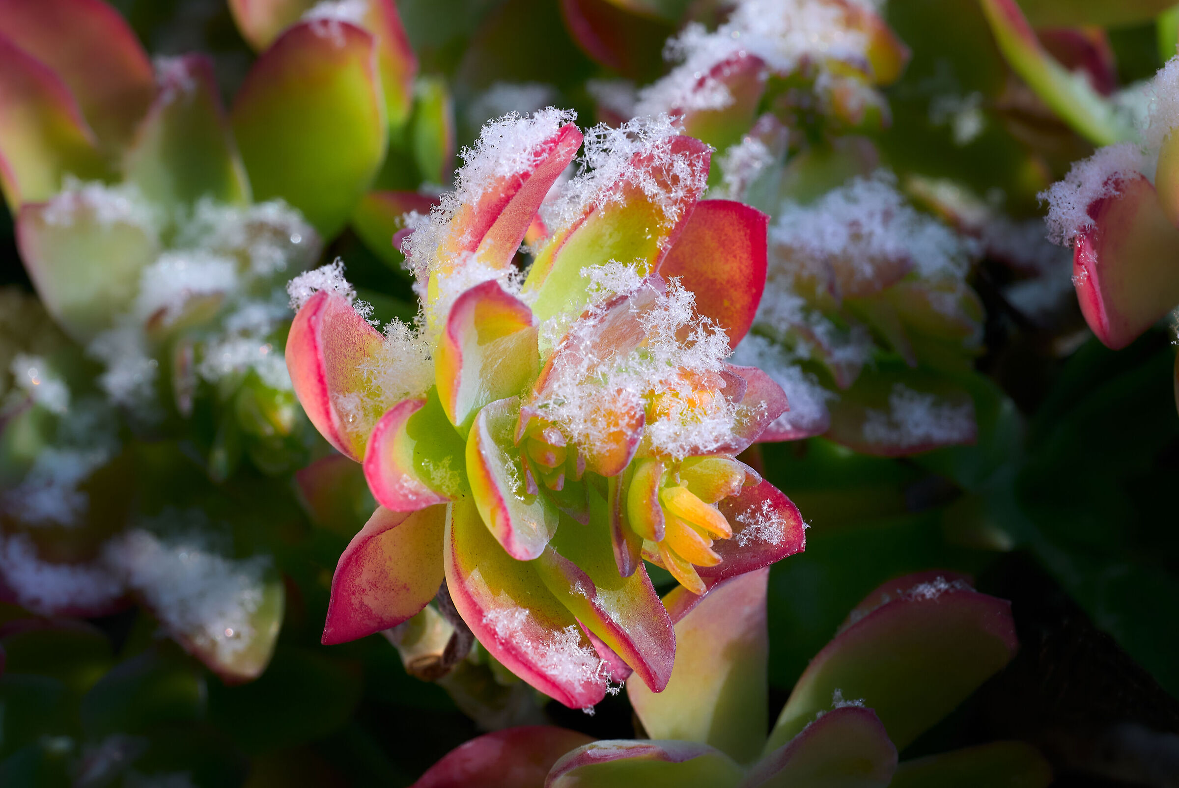 Galaverna, California