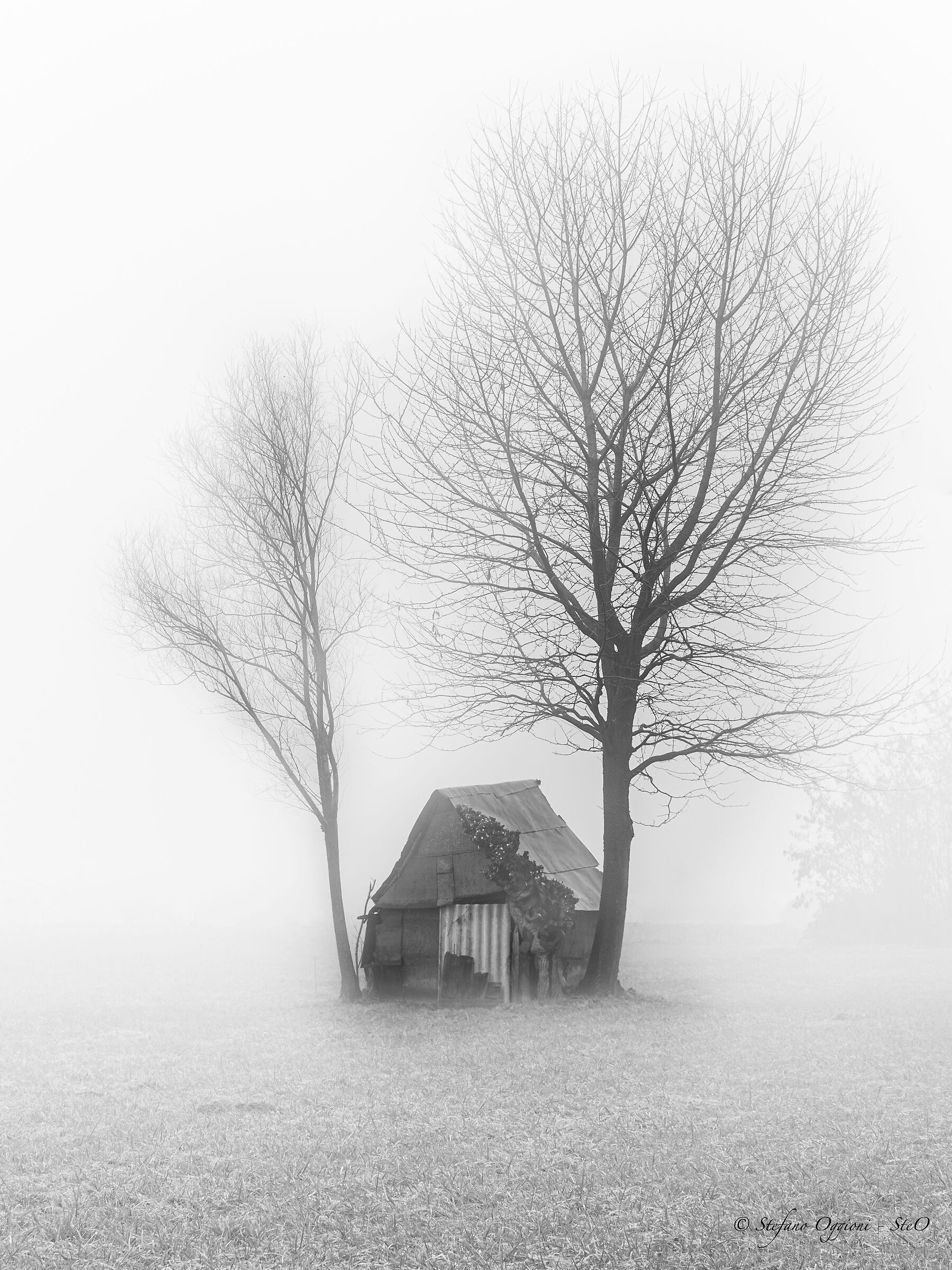 Nella nebbia
