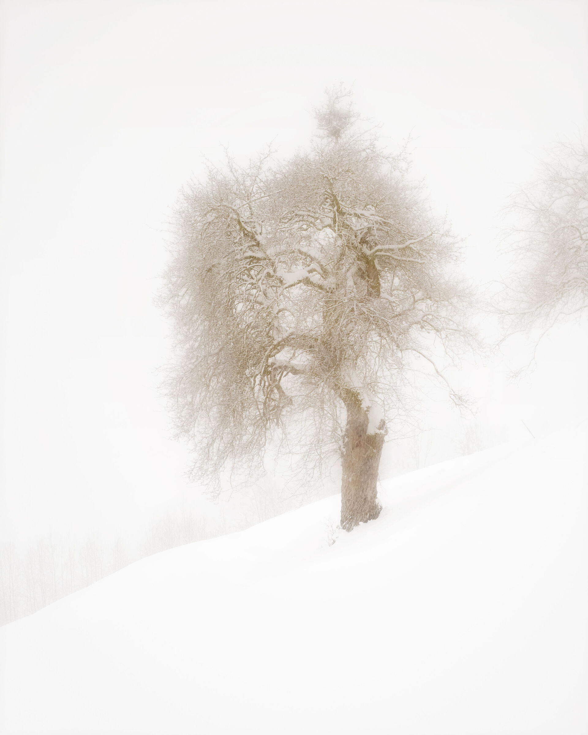 albero sotto la nevicata in Val di Funes