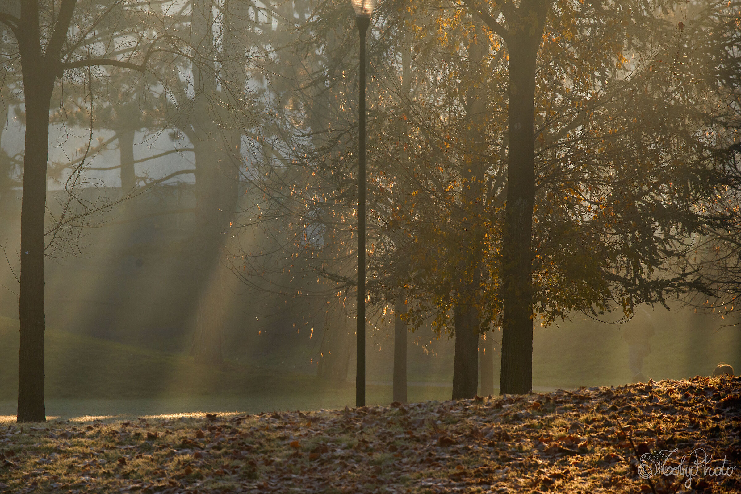 Luce autunnale