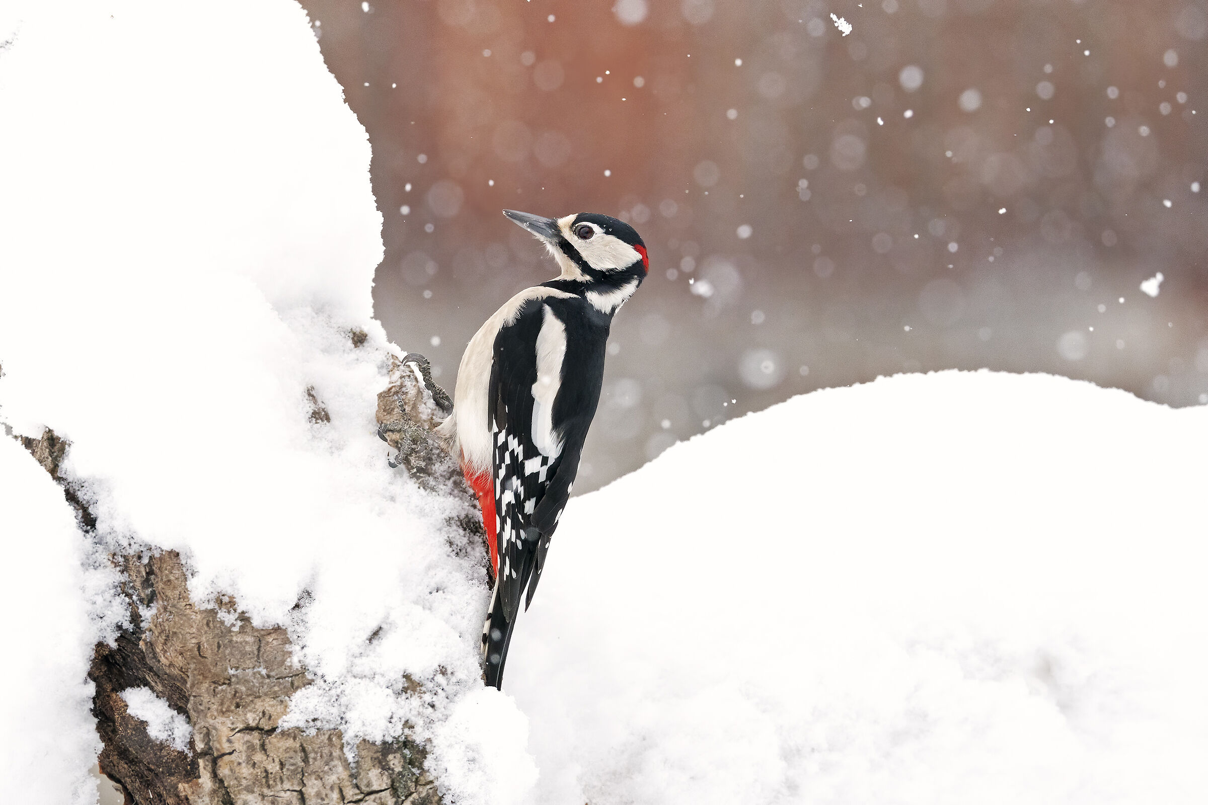 Il Picchio rosso maggiore.