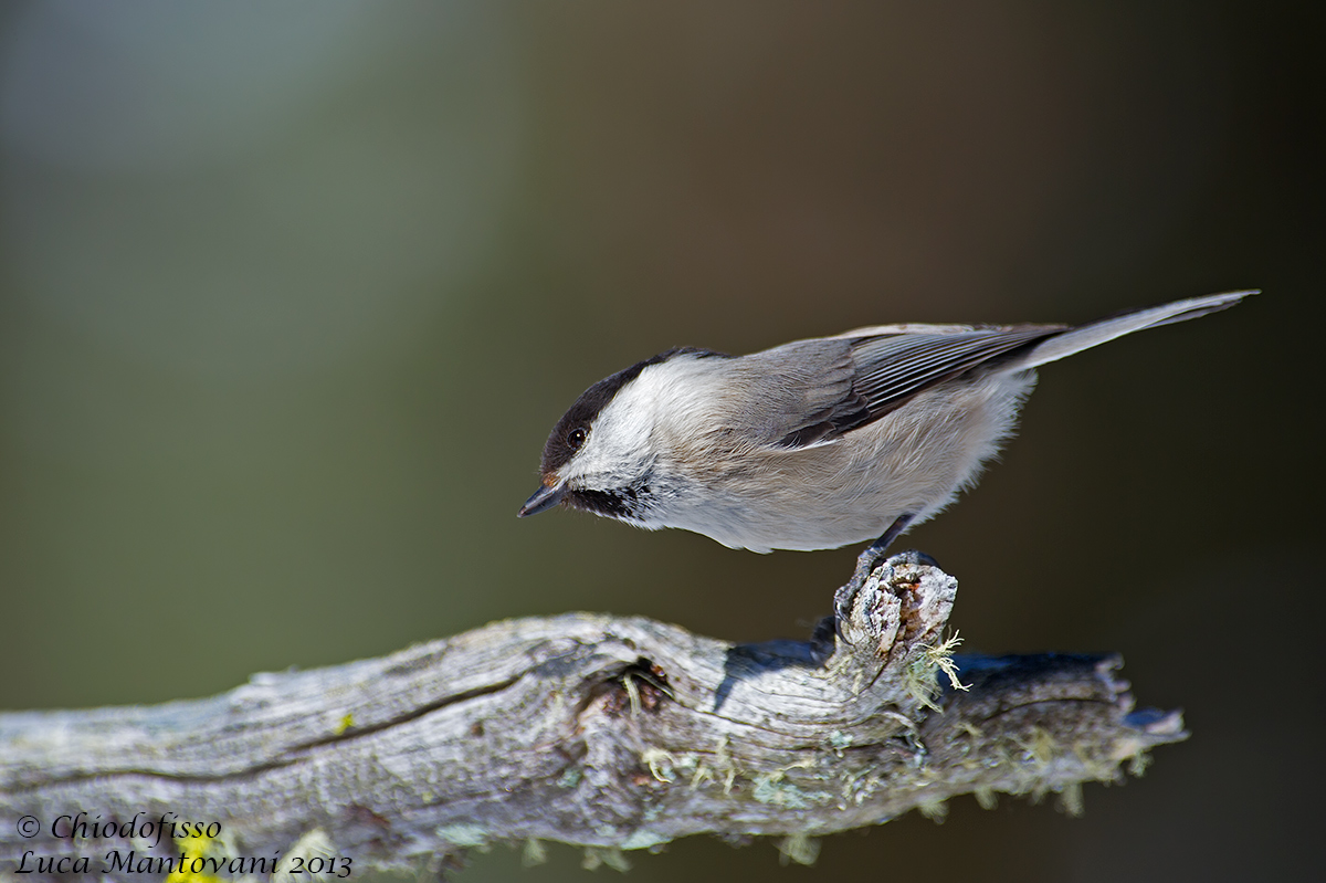 Marsh Tit curious