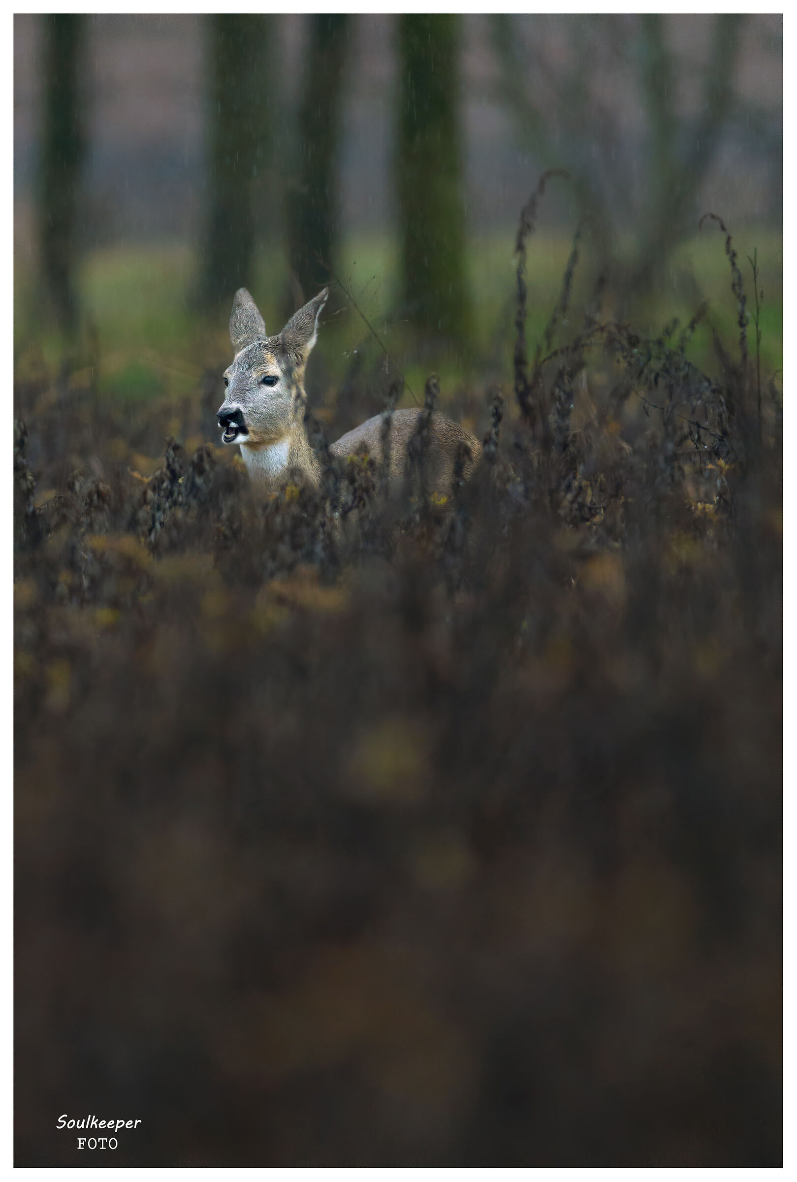Spuntino sotto la pioggia.