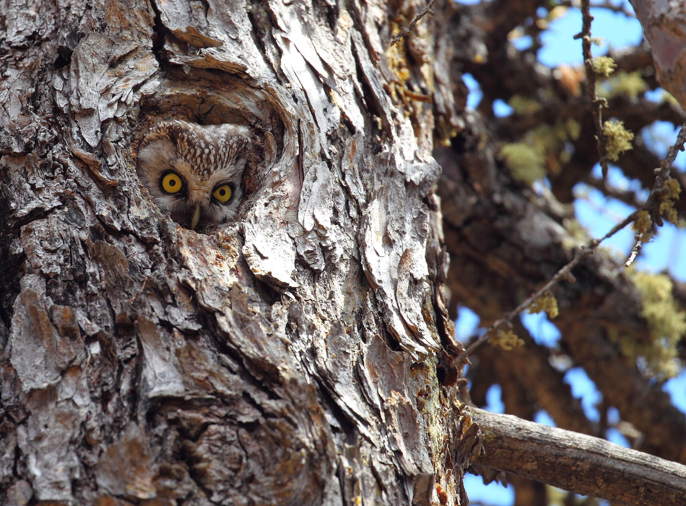 Les yeux dorés de la forêt.