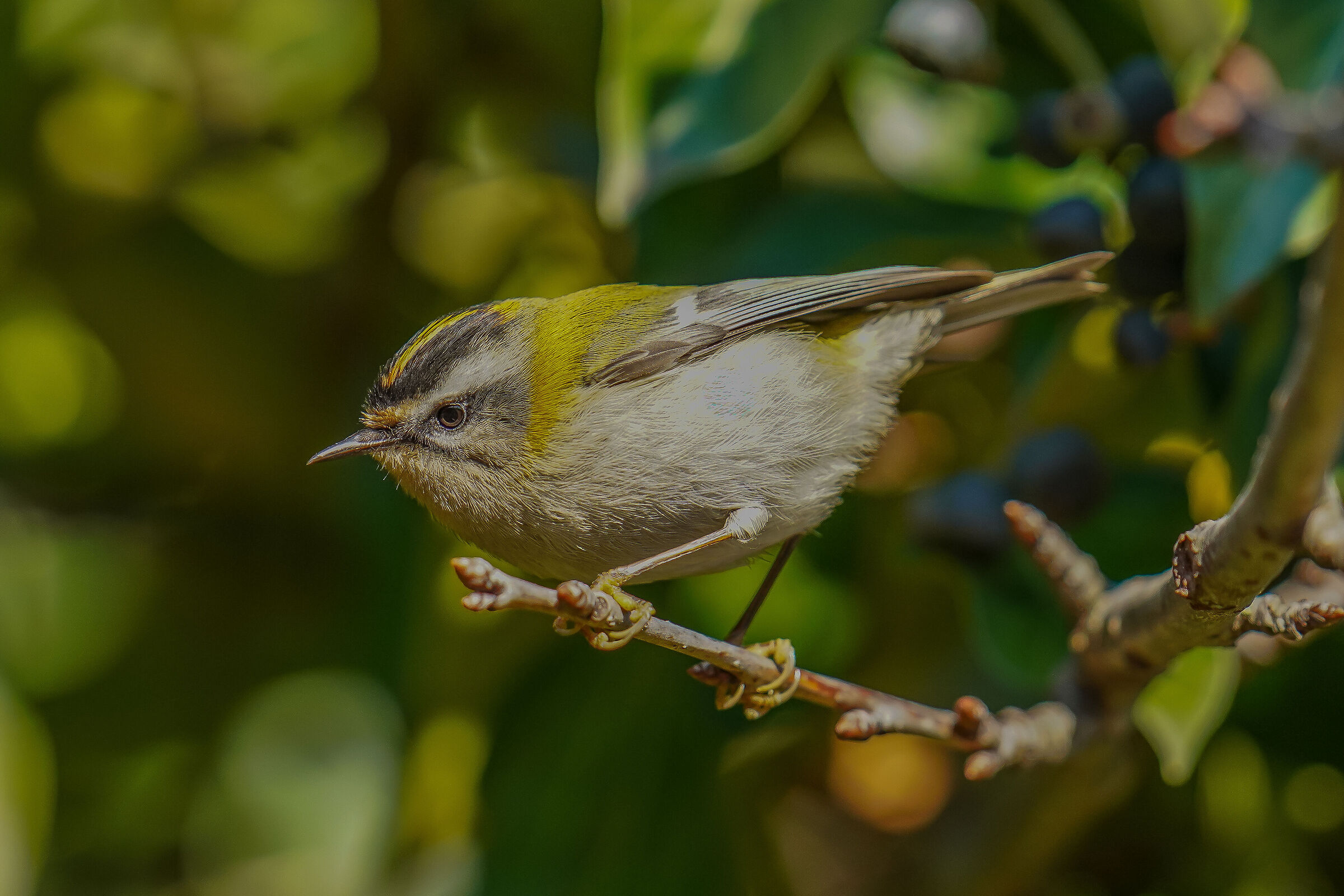 Fiorrancino (Regulus ignicapilla)