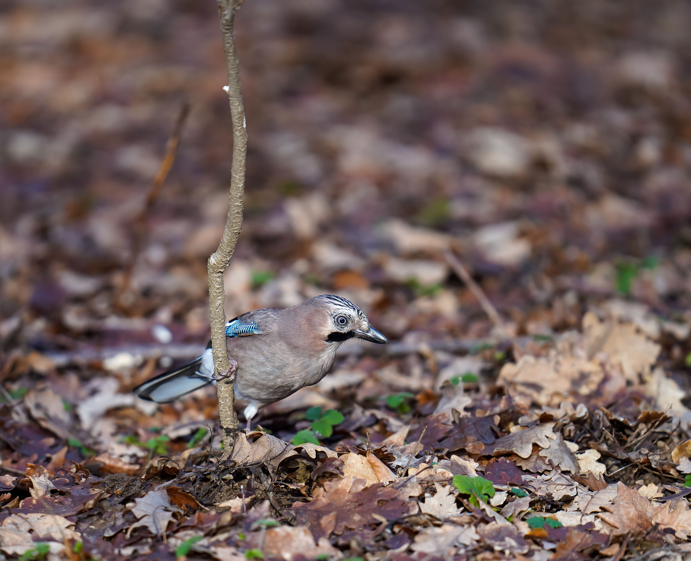 Lap dance rehearsals for the jay