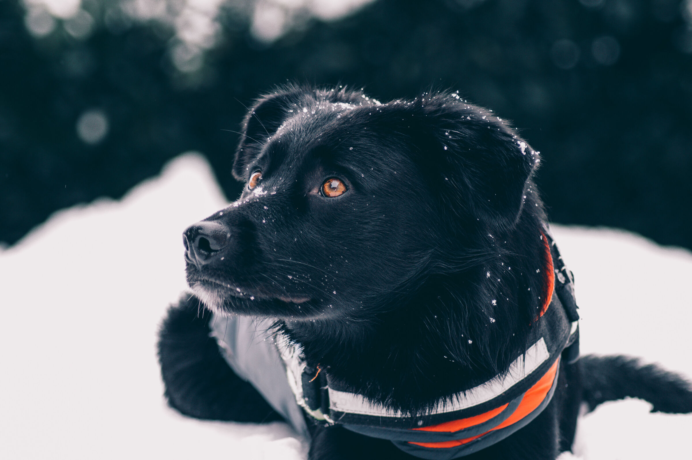 In the snow
