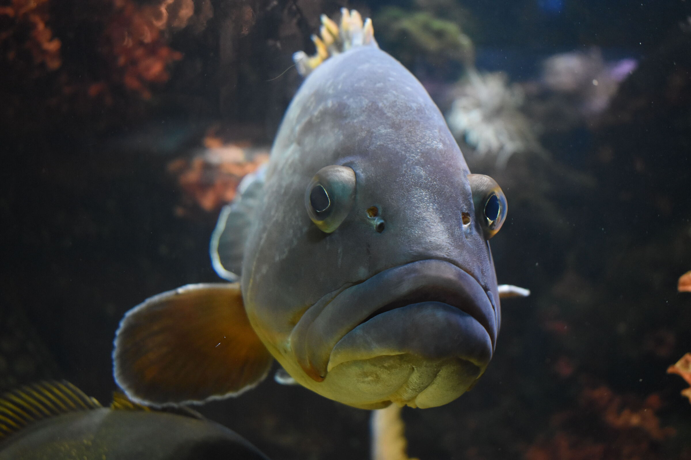 pesce - soggetto ripreso in ambiente controllato-