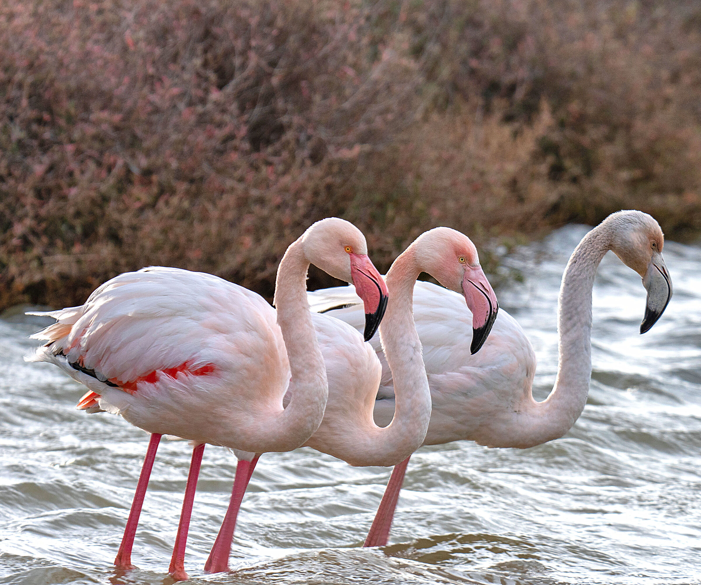 Fenicotteri piegati dal vento