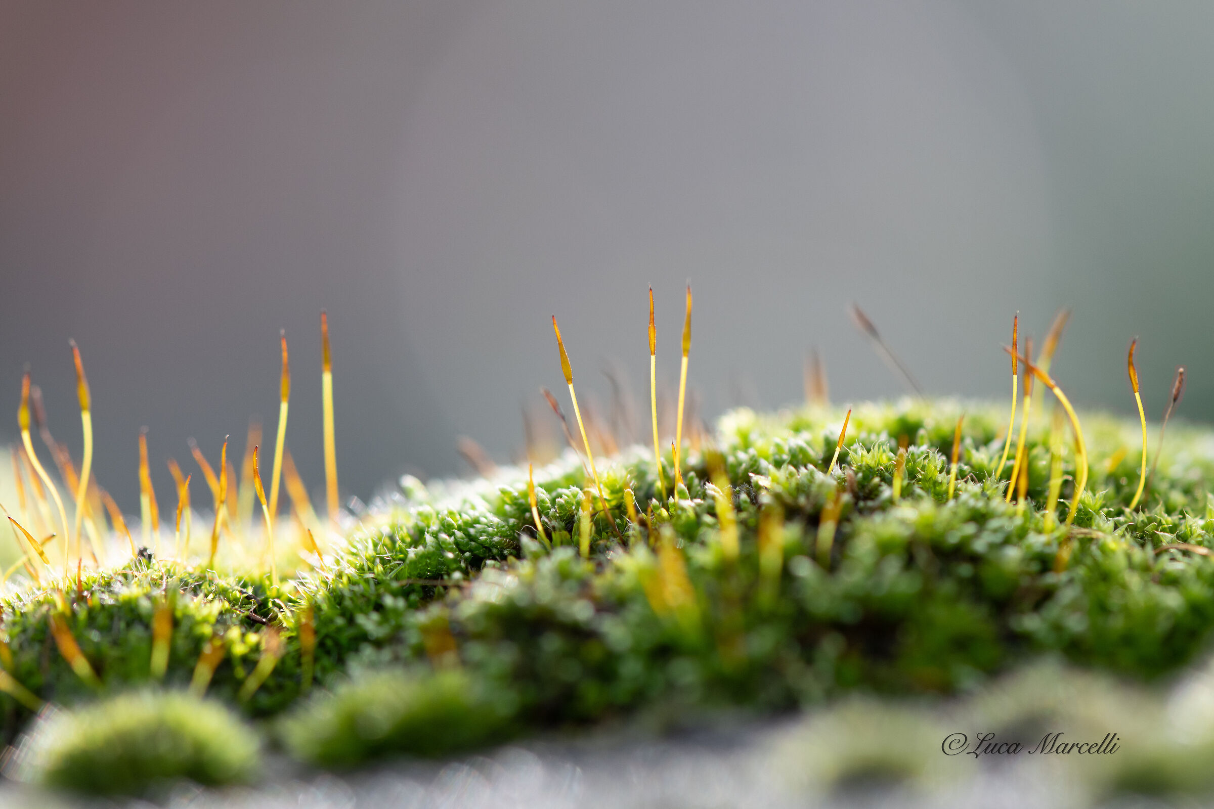 City Moss (Rome 2021)