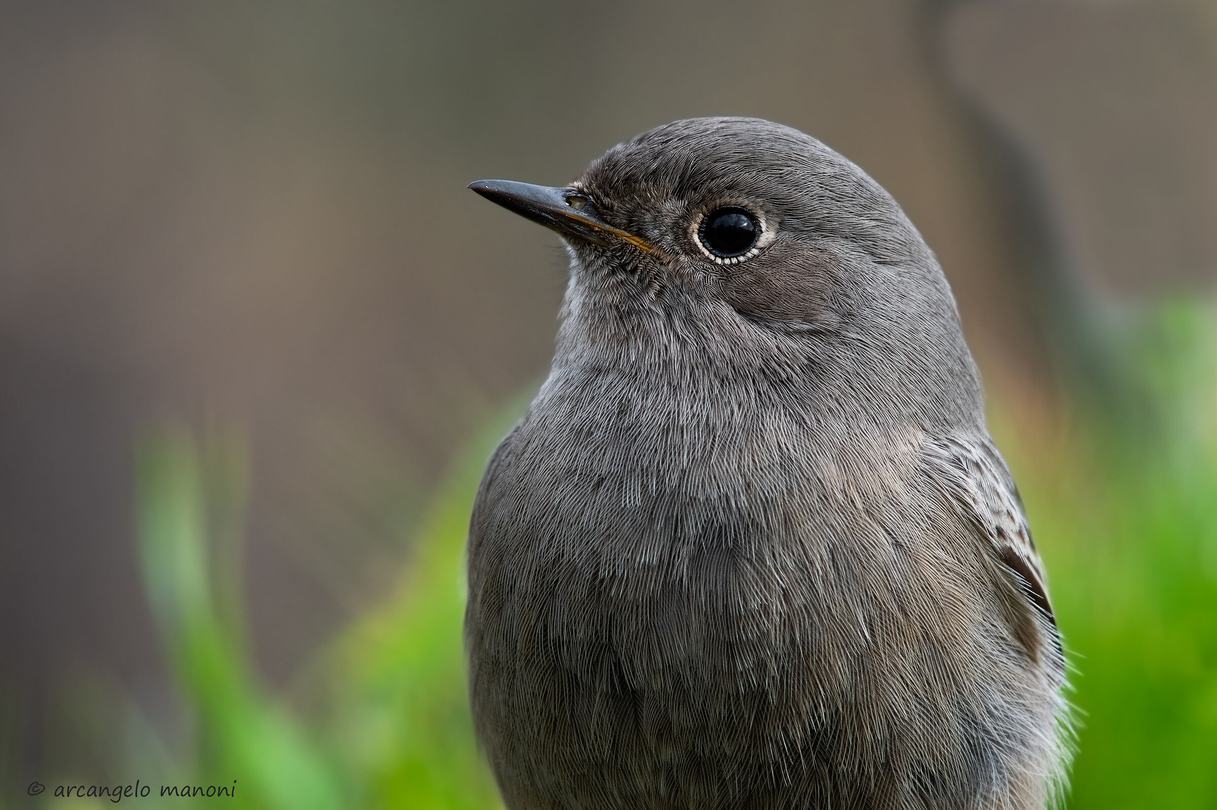 Another portrait at the codirosso