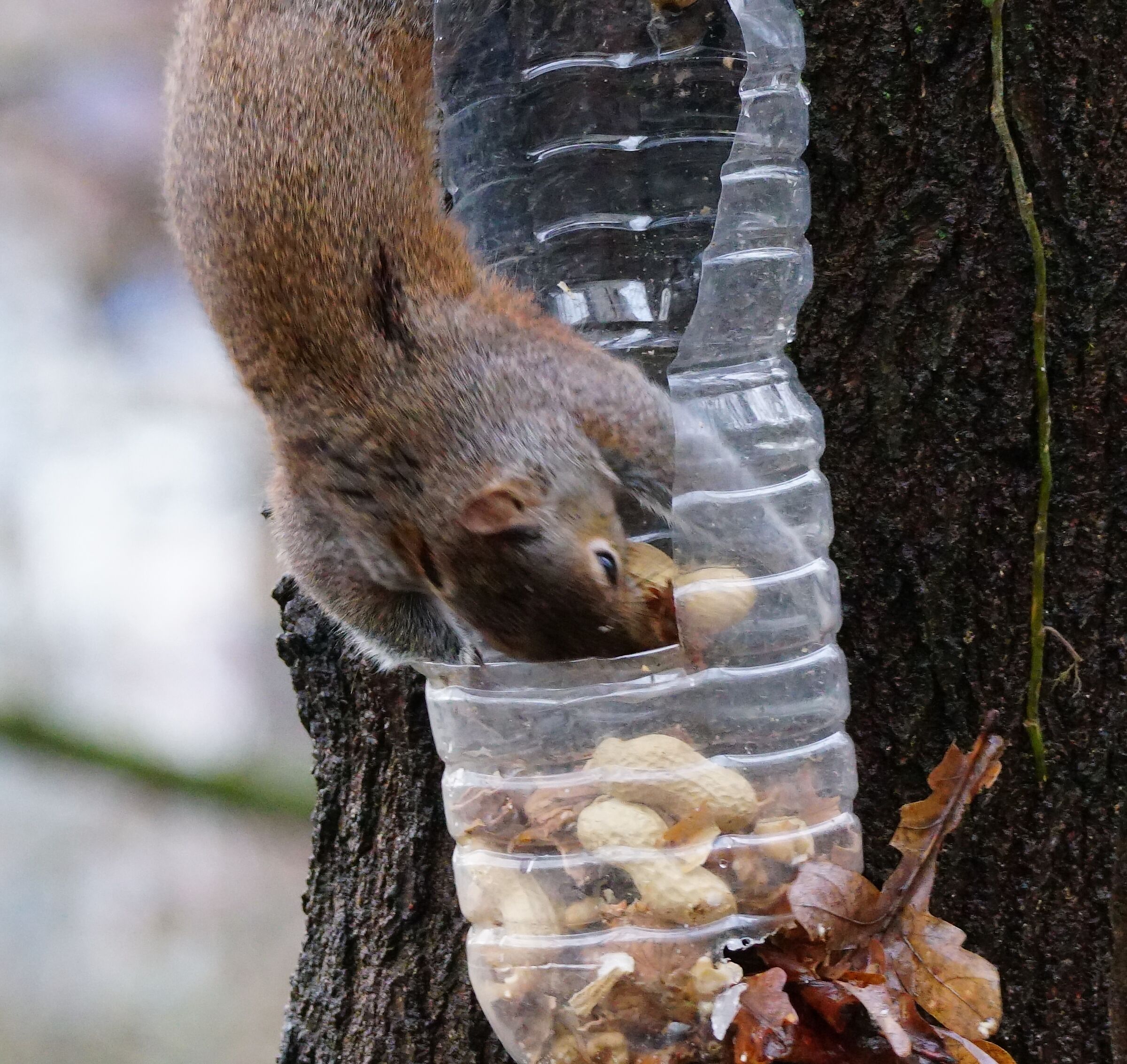 Beccato con le zampe nel sacco