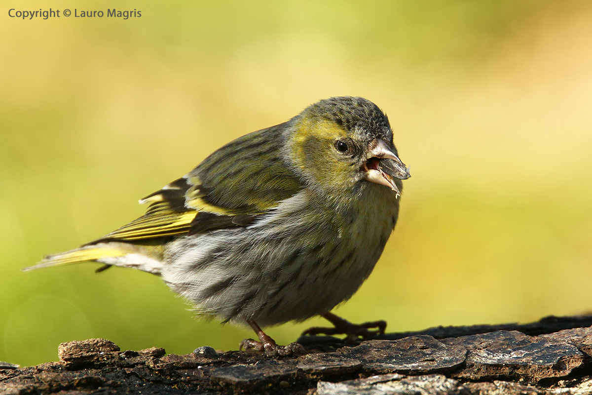 Vado matta per i semini