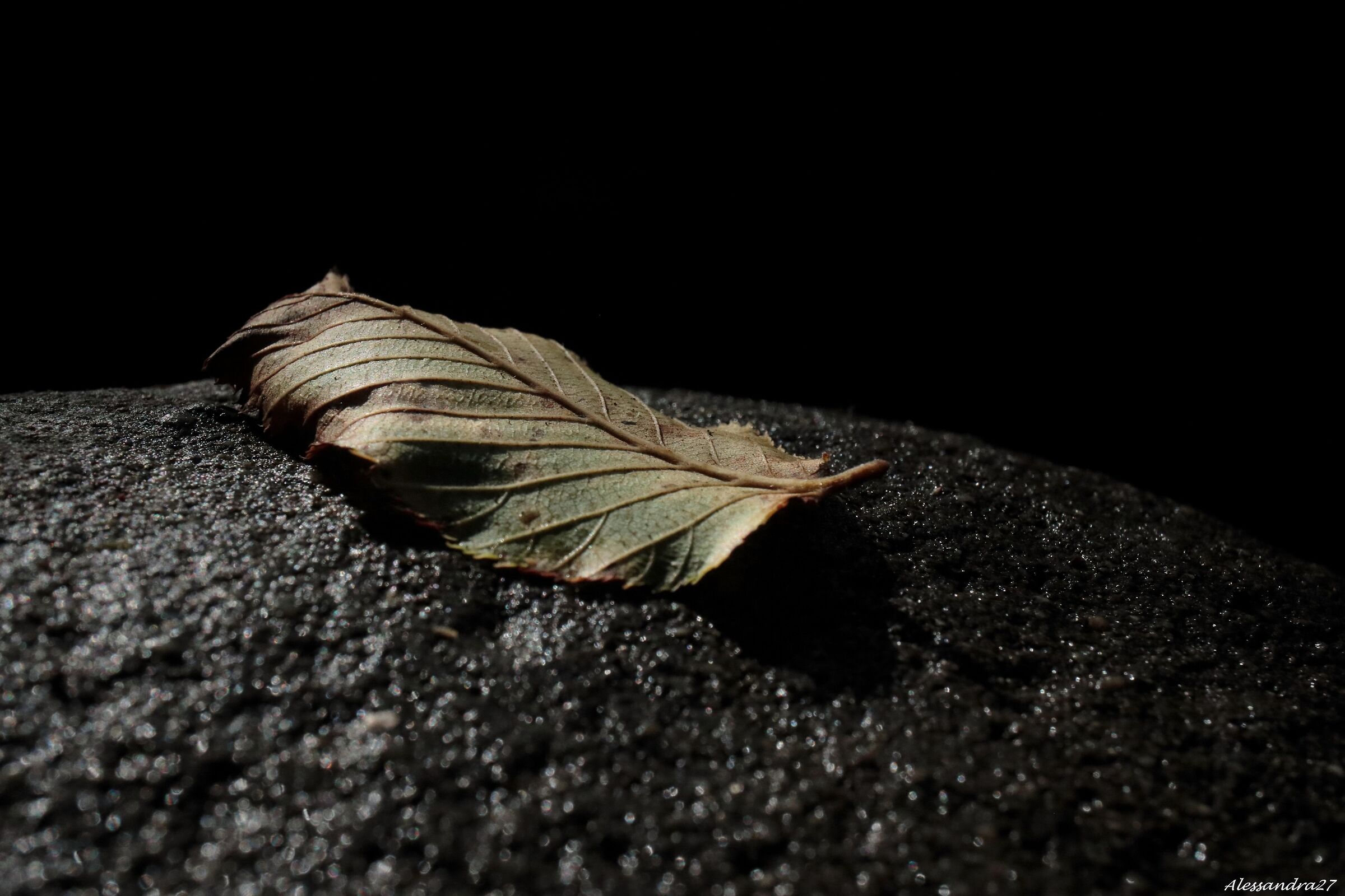 C'era una volta una foglia ...