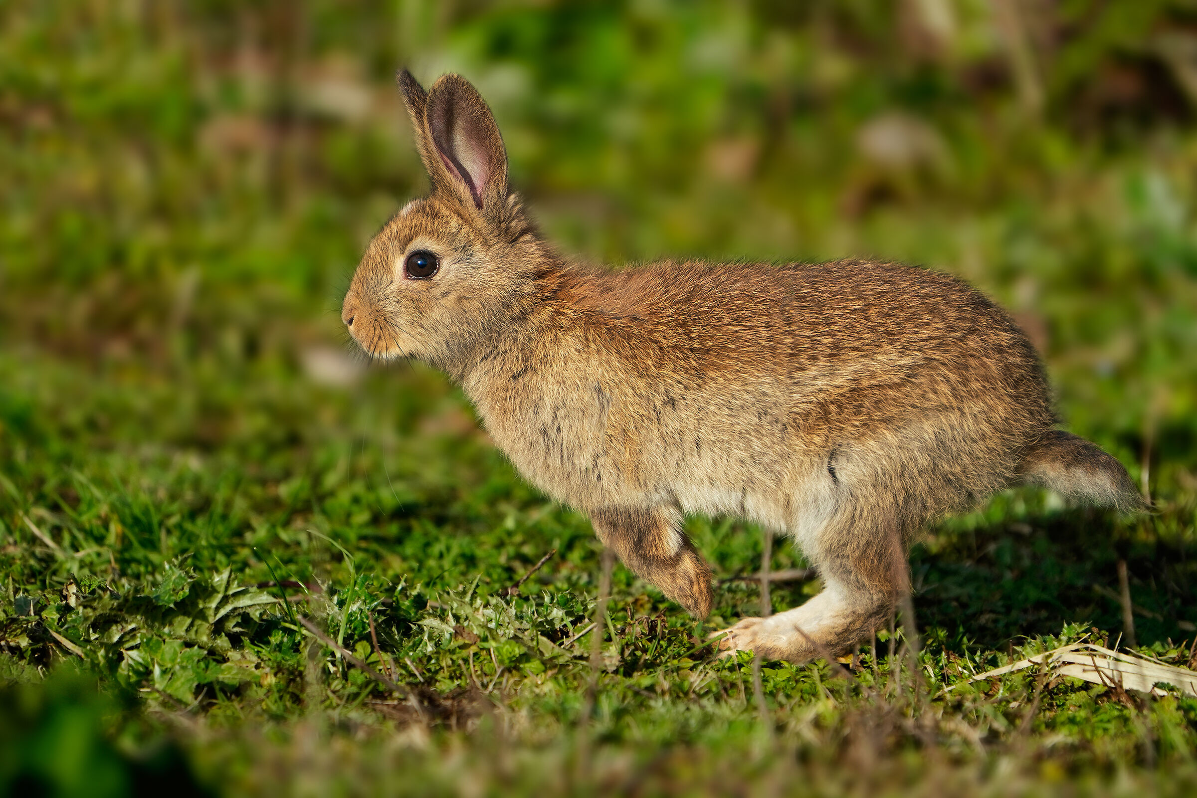 L'agile corsa di Fratel Coniglietto