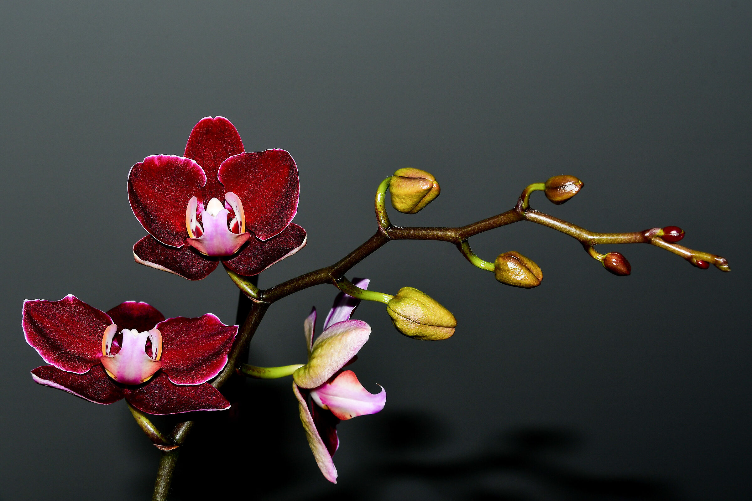 Orchid