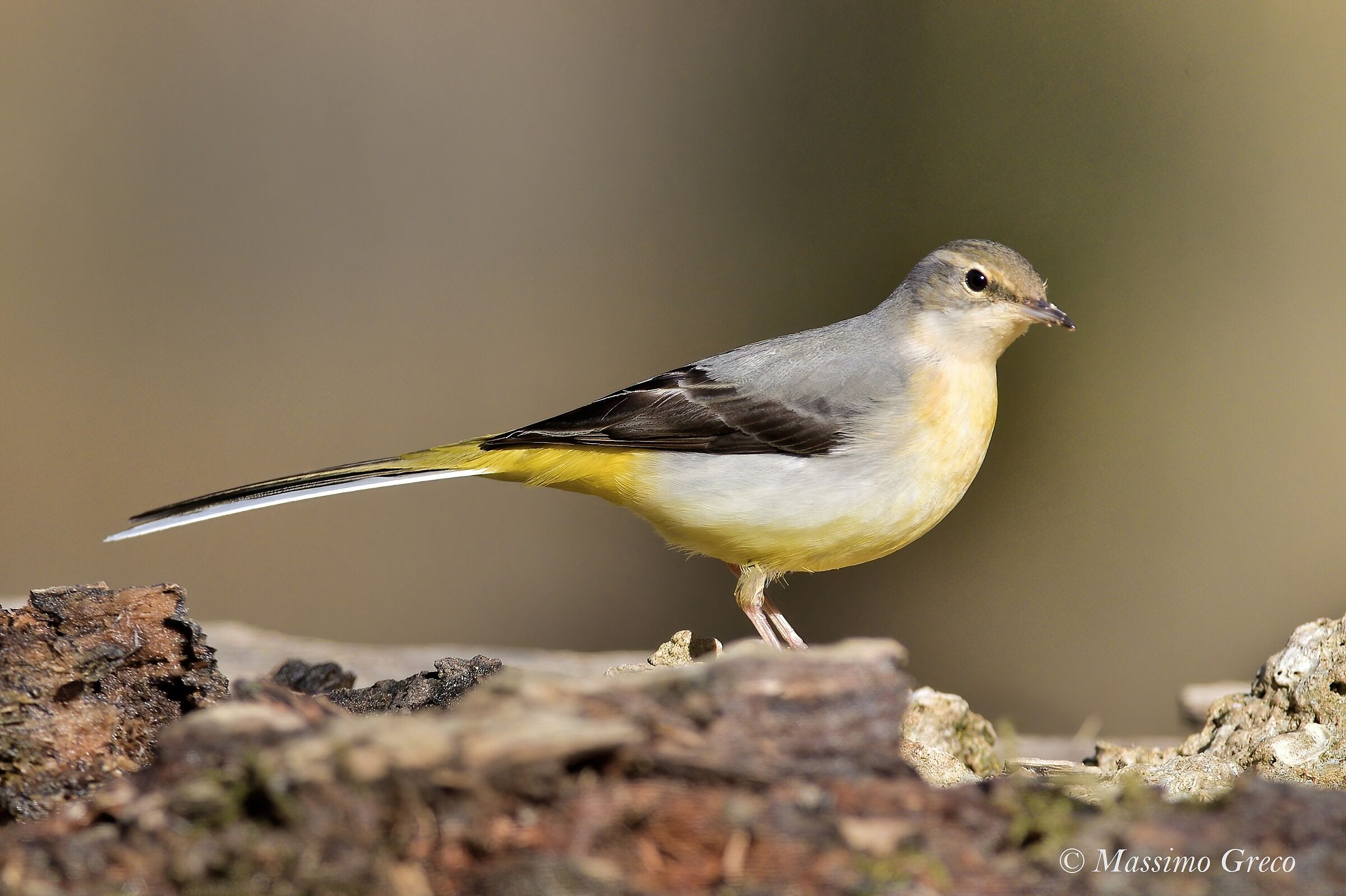 Yellow Ballerina (Motacilla cinerea)