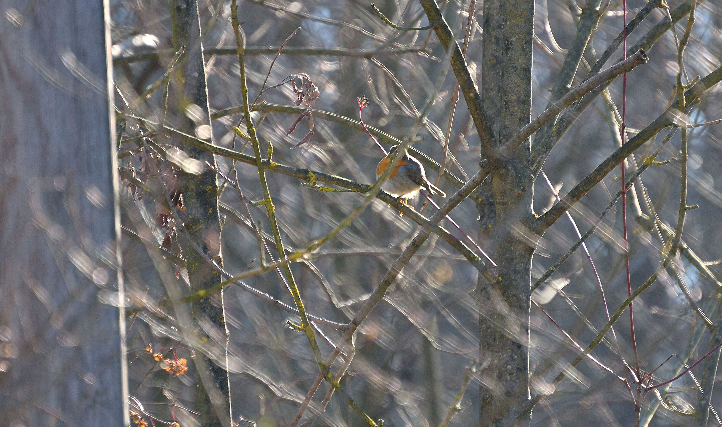 Il Richiamo del Petti Rosso....