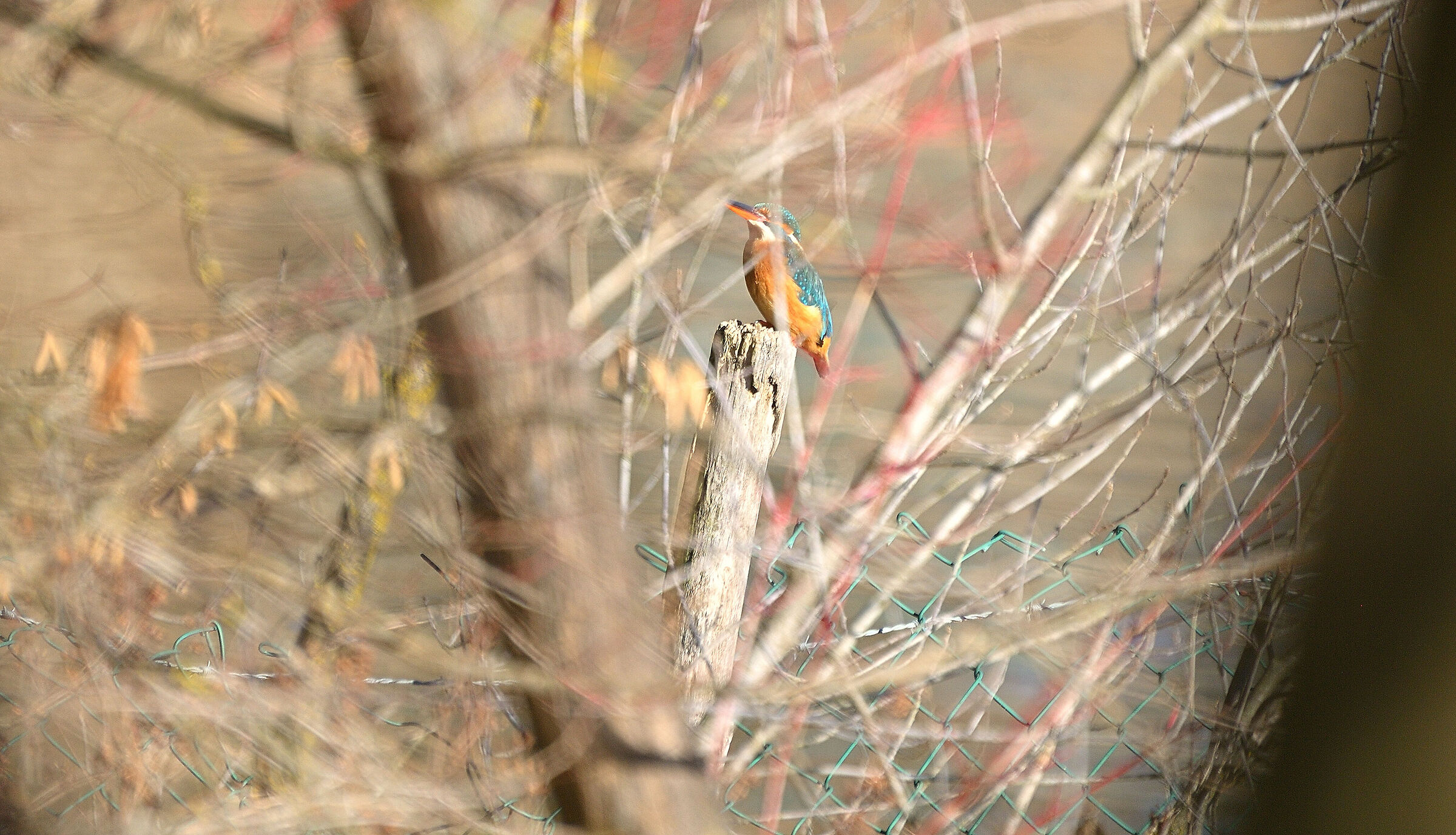 Il Martin sempre + Nascosto...!!!!