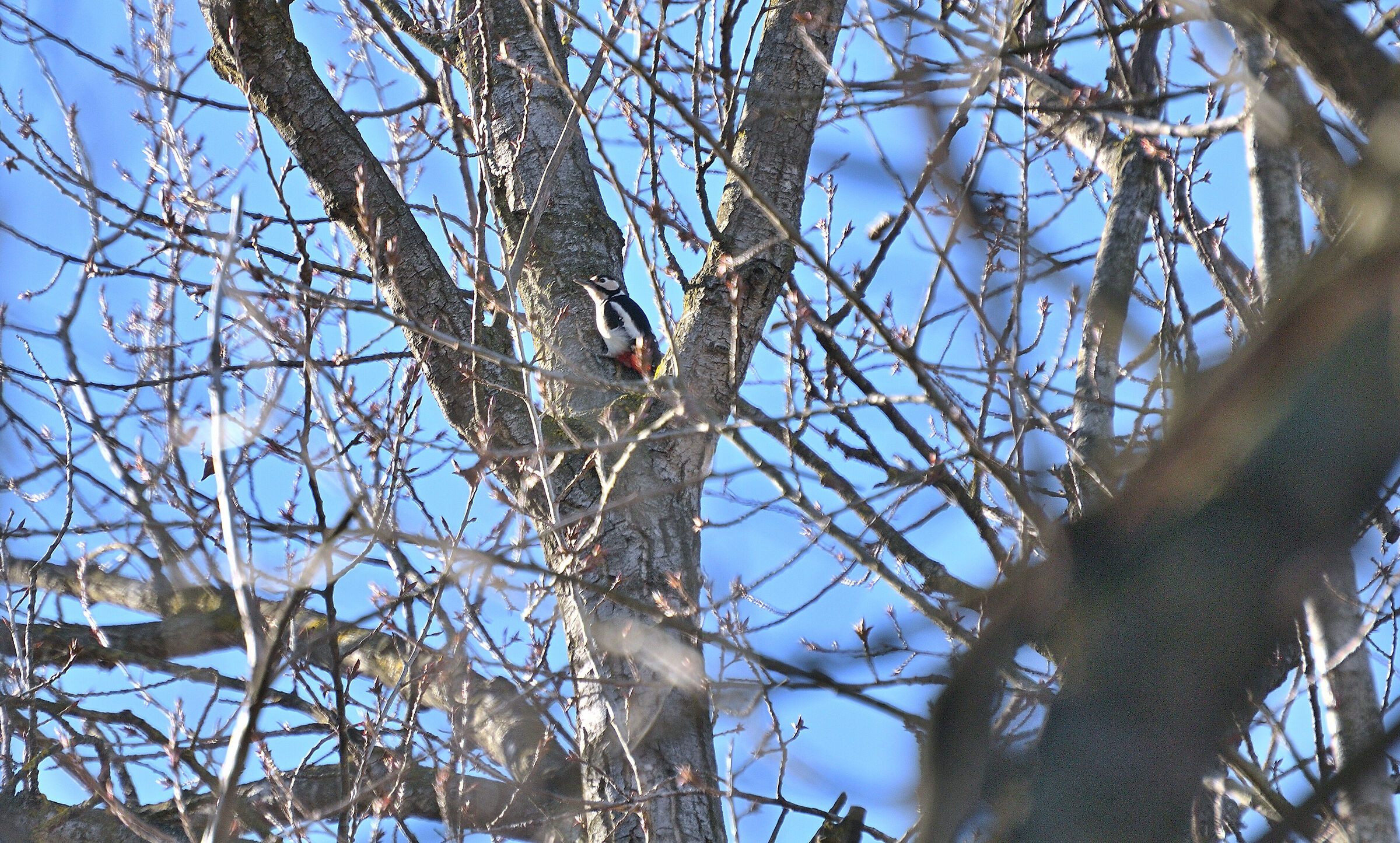 Un Picchio tutto solo...!!!