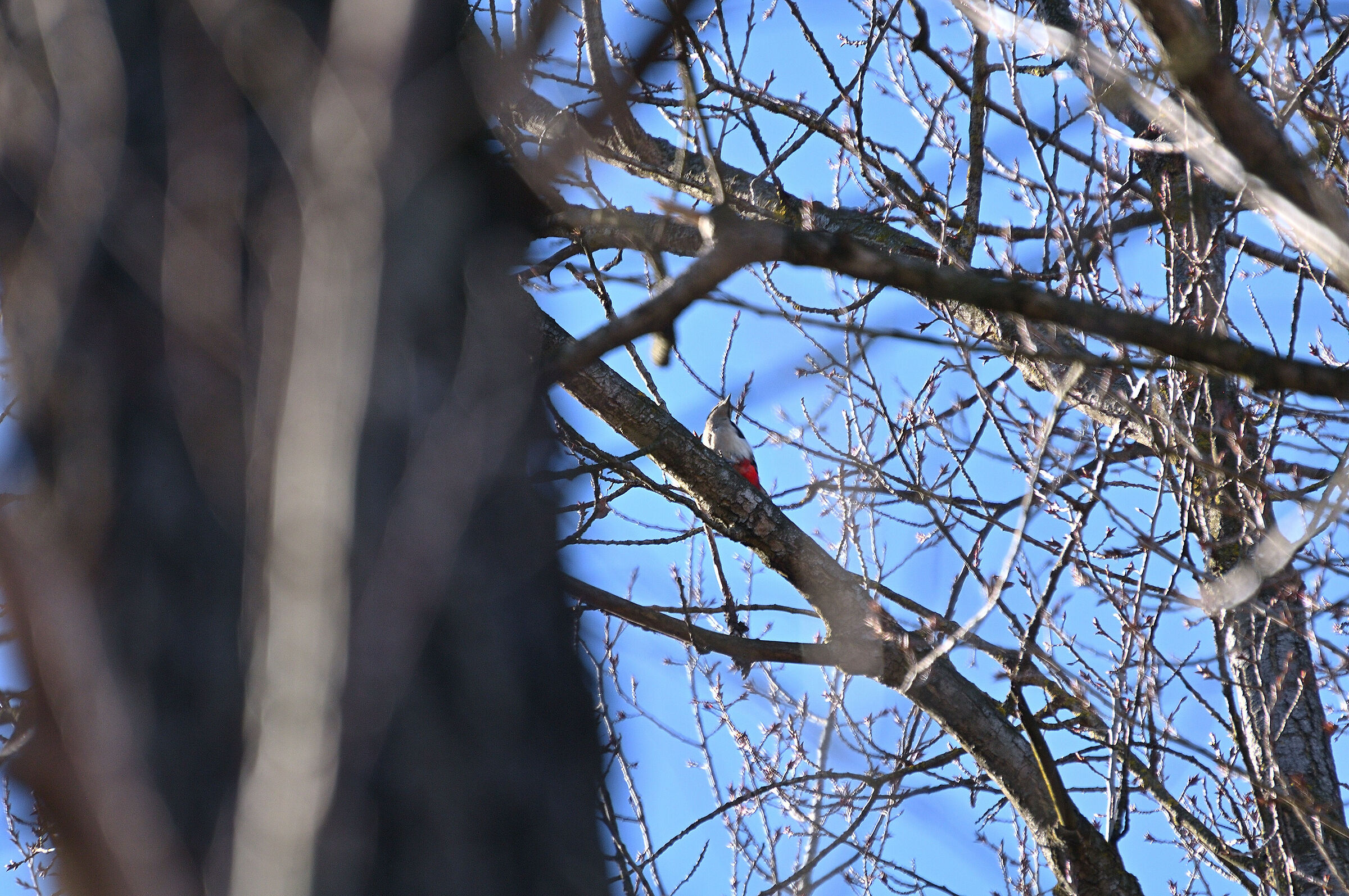 A woodpecker all alone... !!!