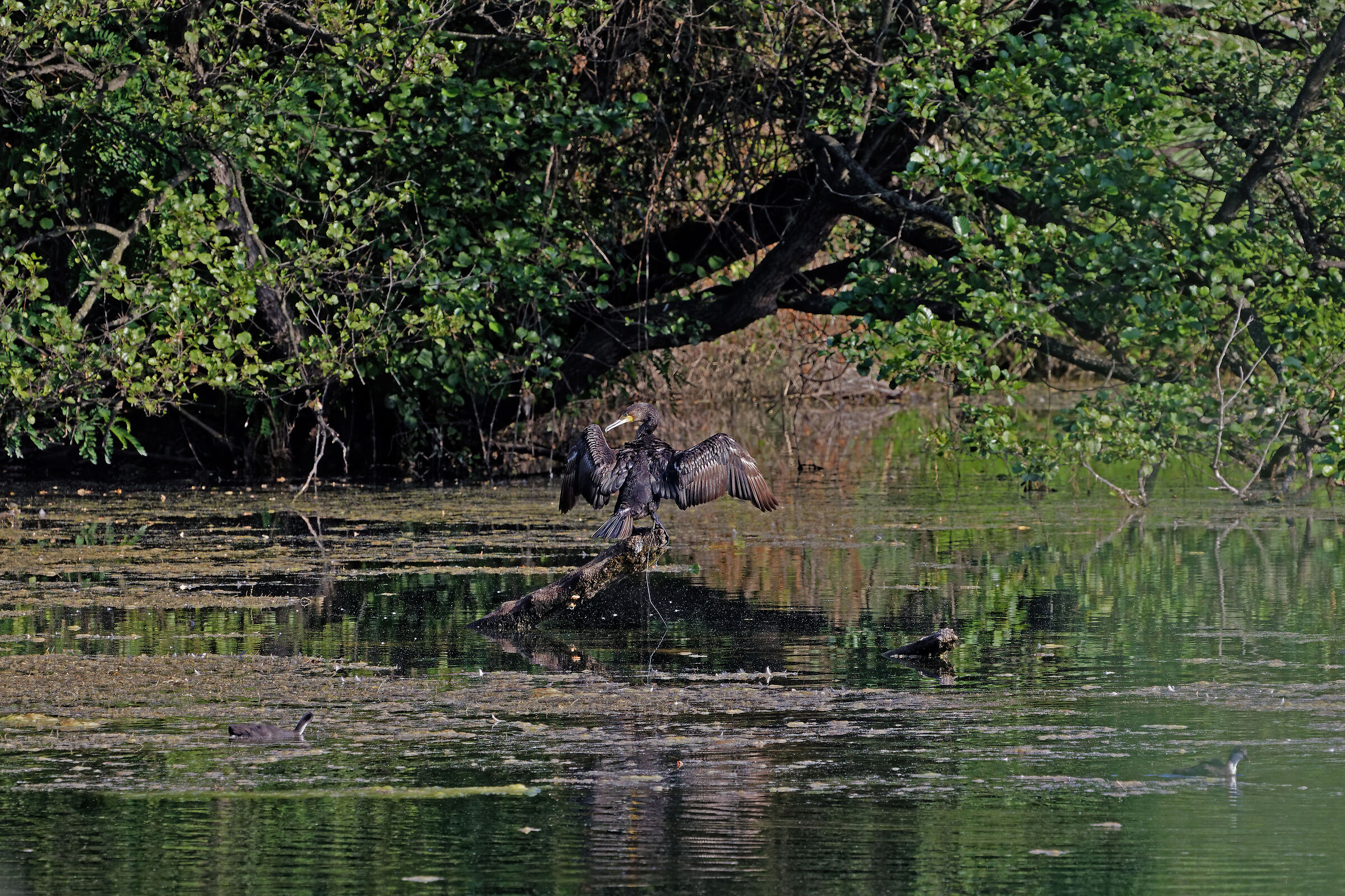 Cormorano