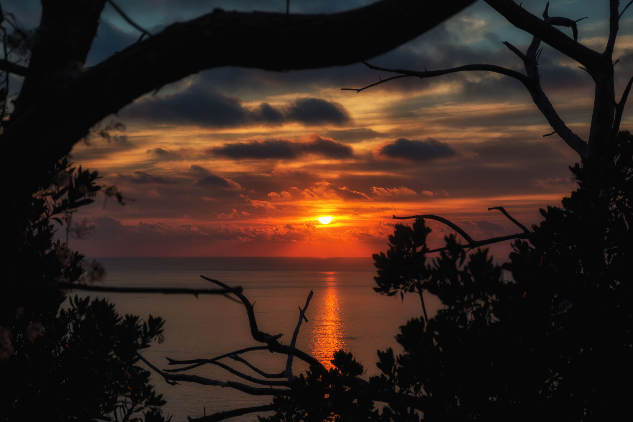 Sunset between branches