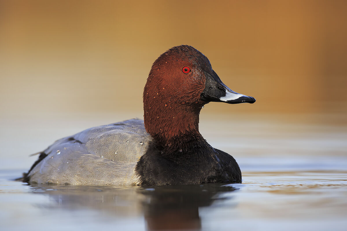 Moriglione - Wikipedia