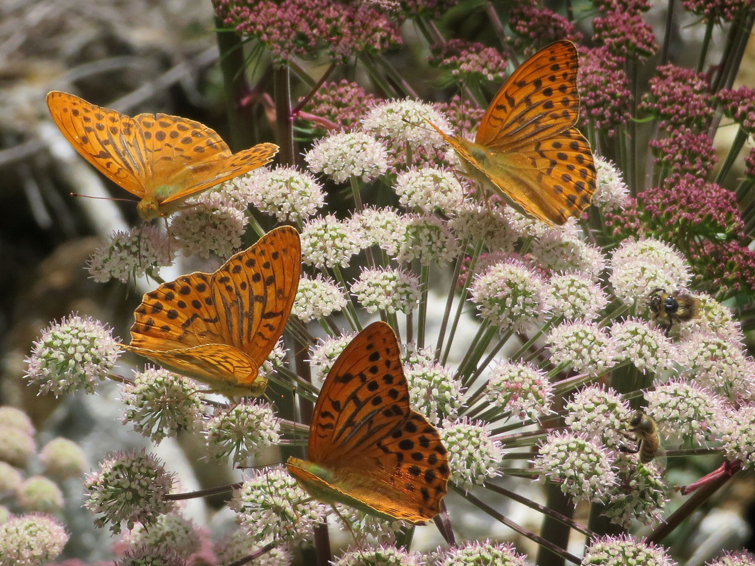 Lap, wandering around ...