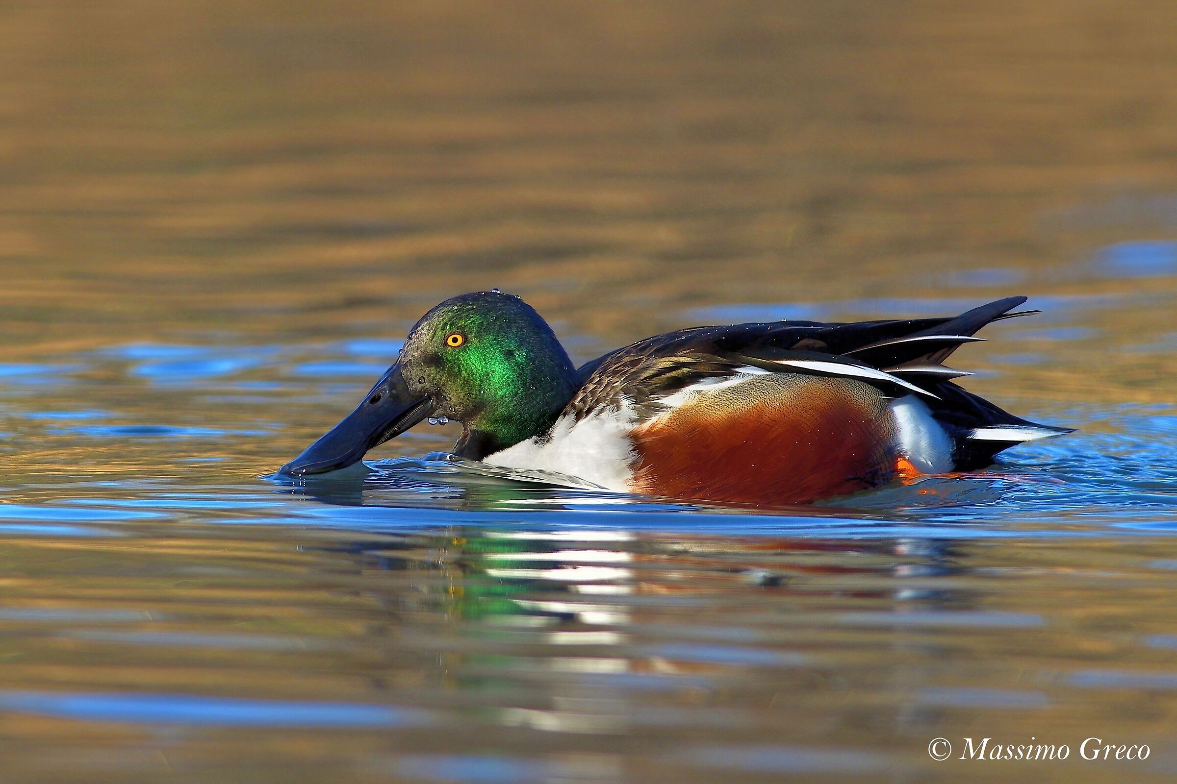 Mestolone (Anas clypeata)