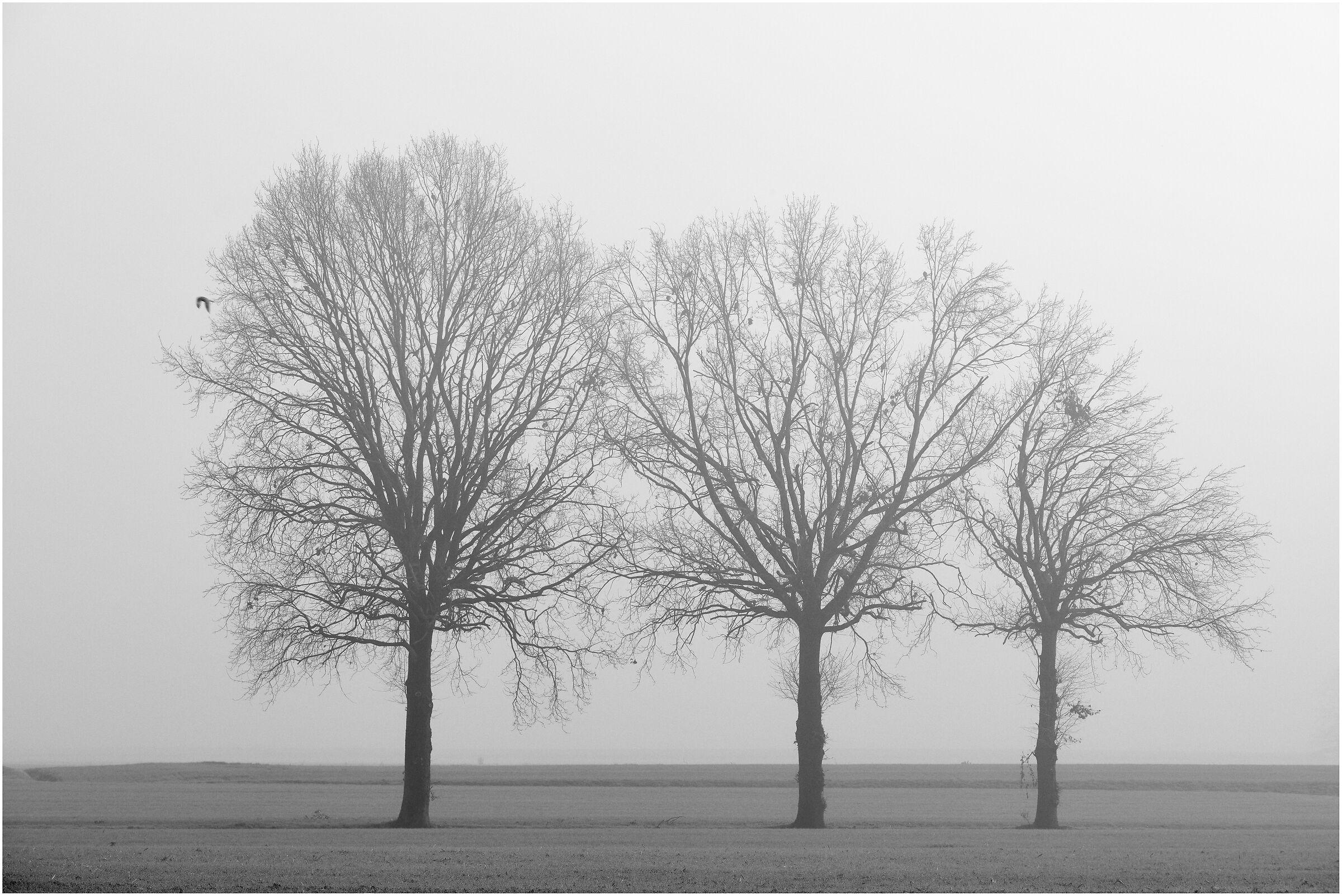 Three trees on the border