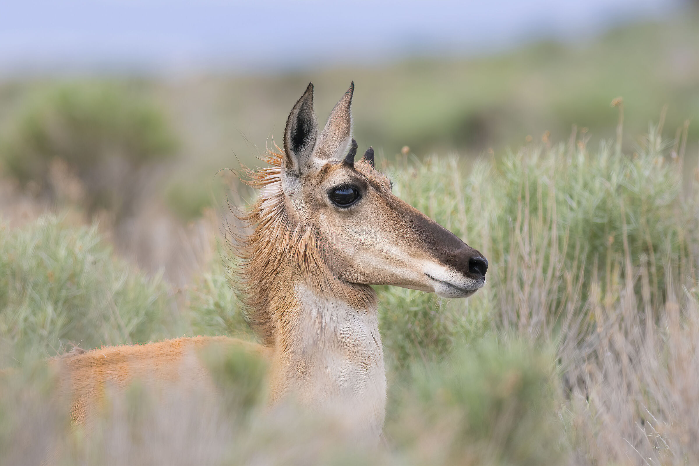 Antilocapra Americana