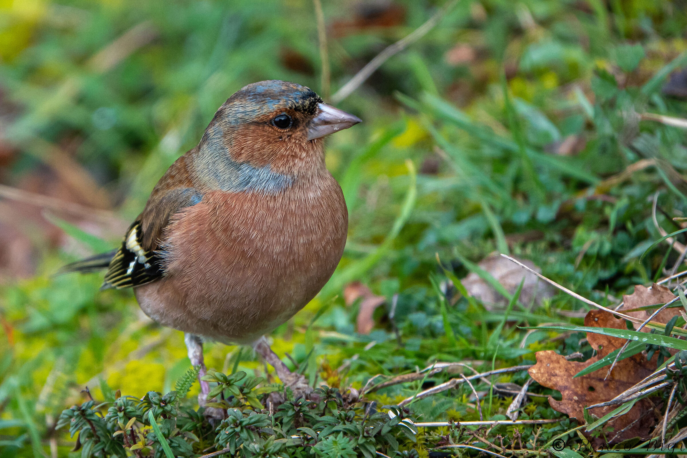 Chaffinch