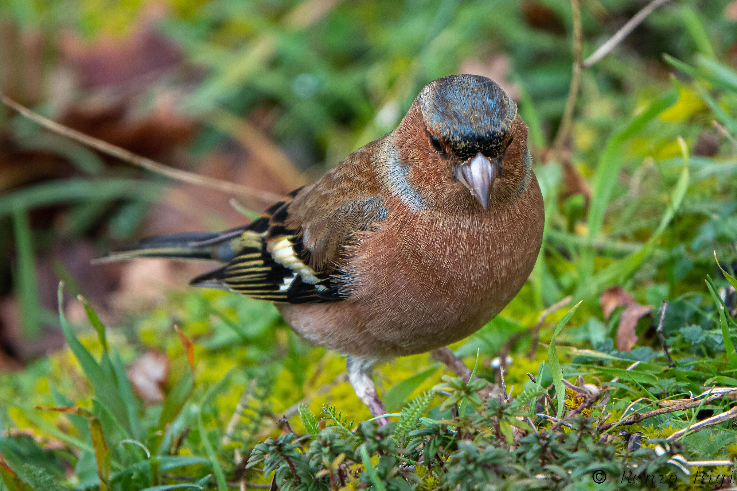 Chaffinch