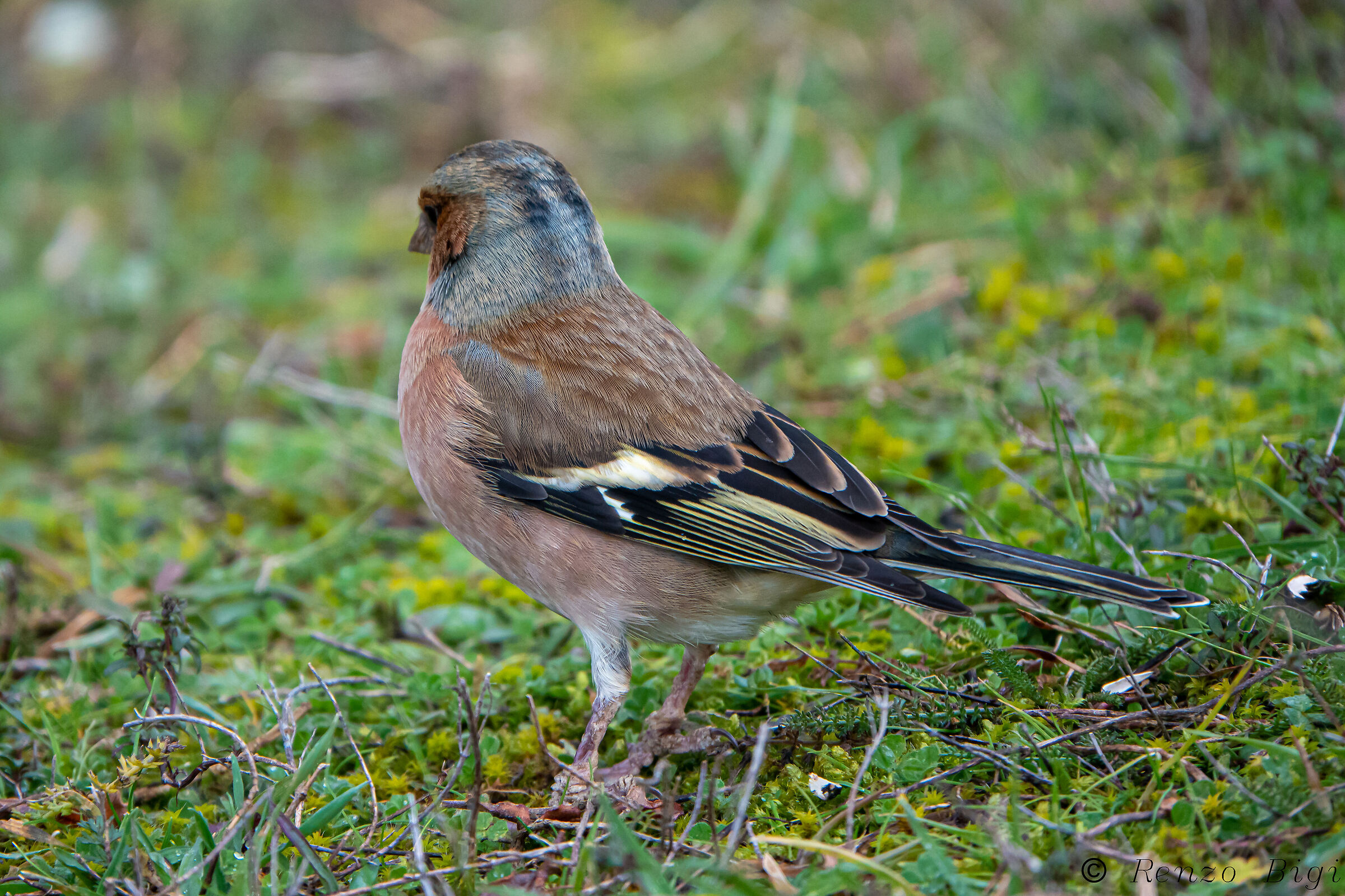 Chaffinch