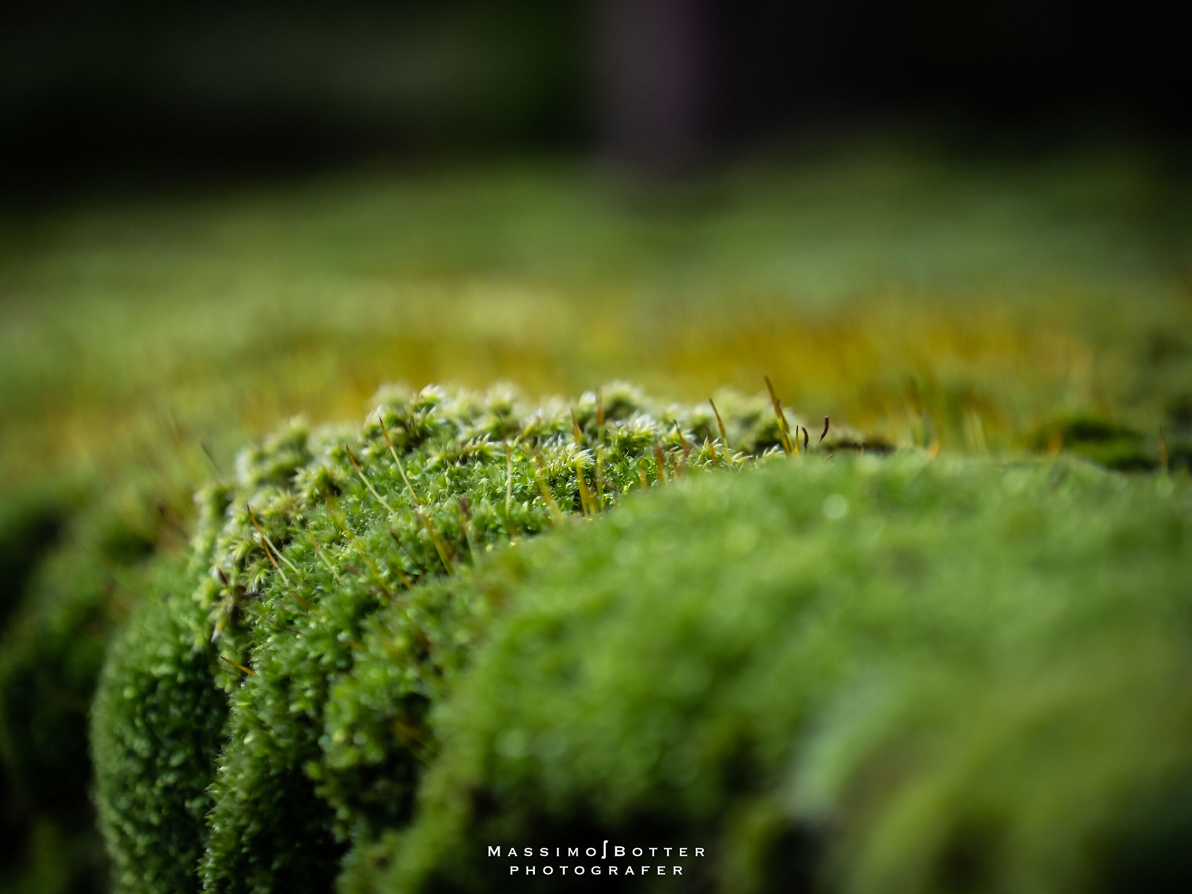 Moss in January #muschio