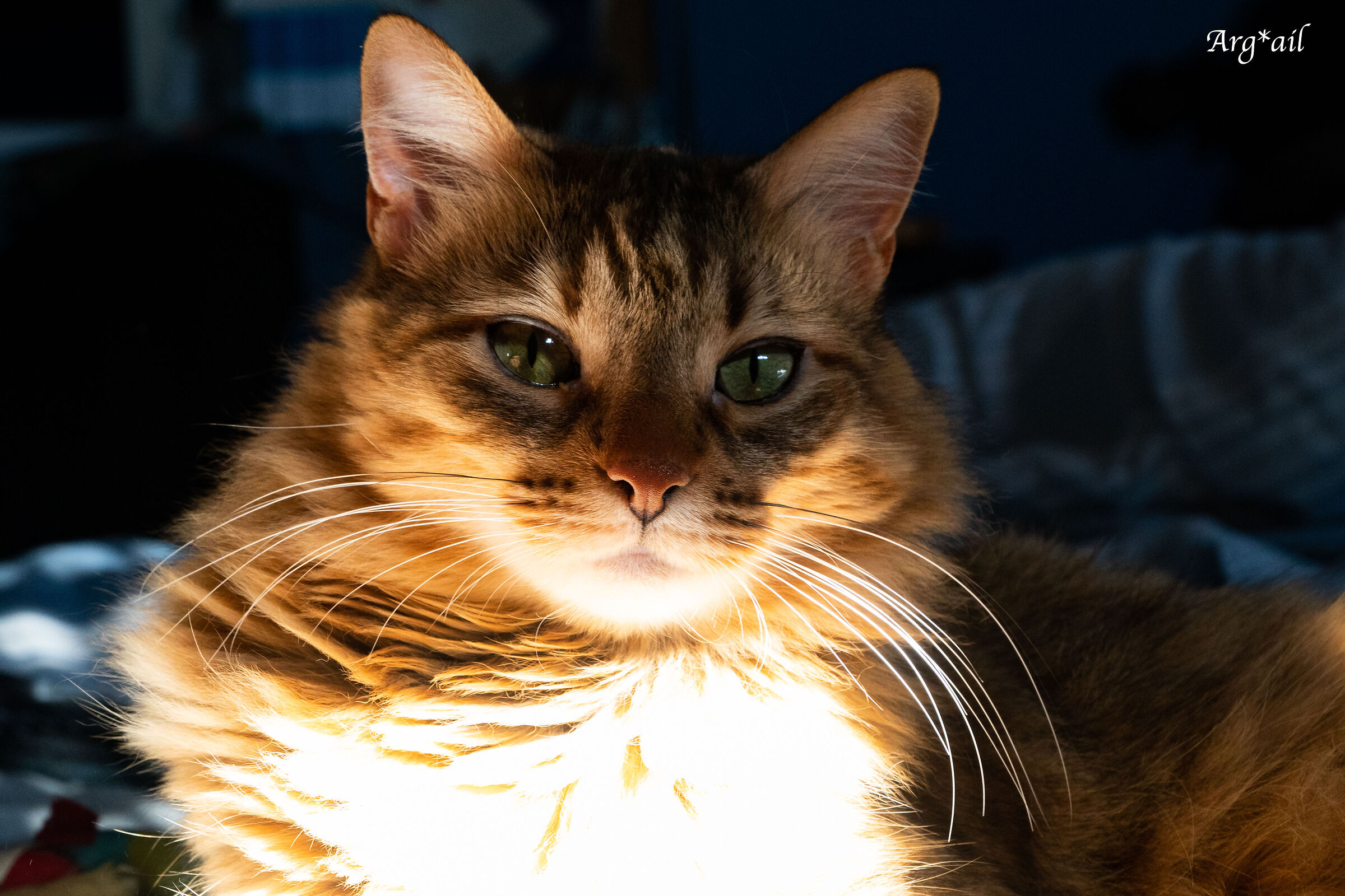 Raja