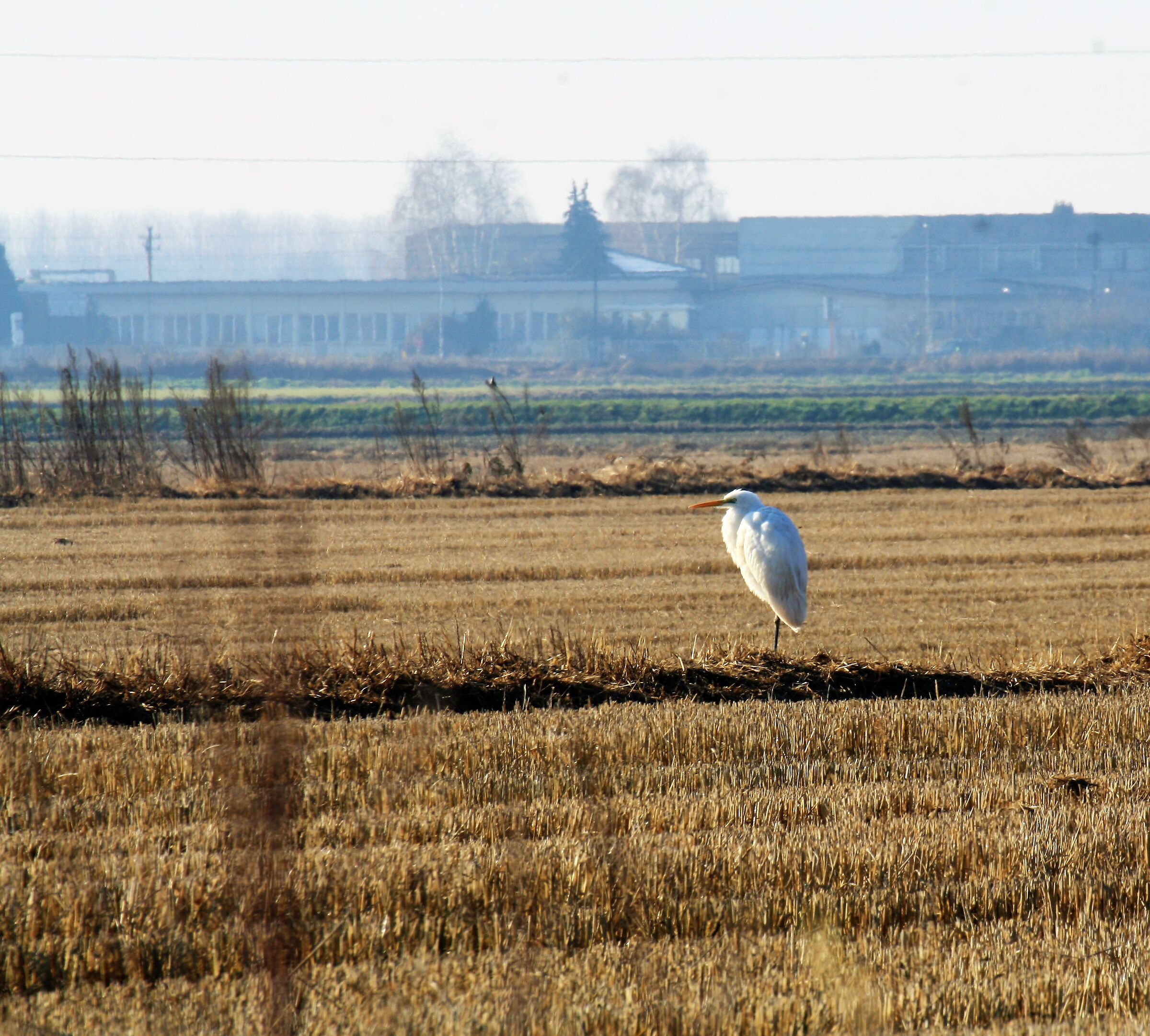 Airone bianco maggiore