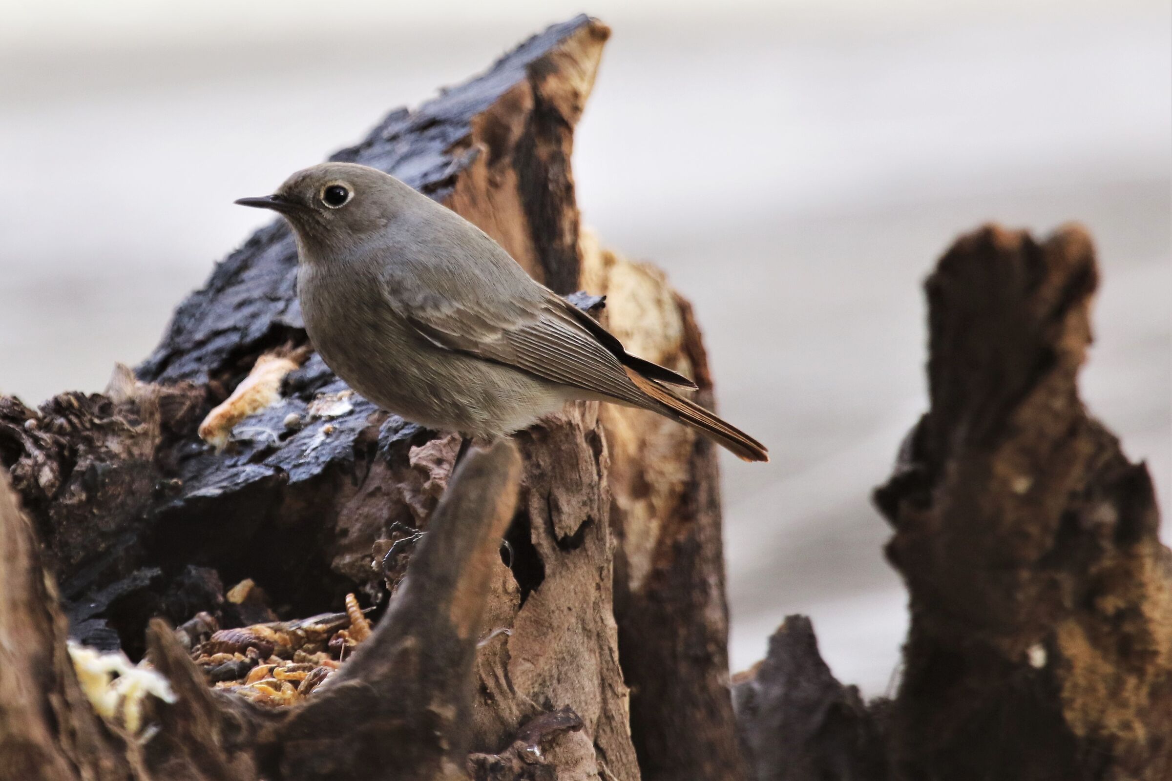 codirosso fireplace sweep