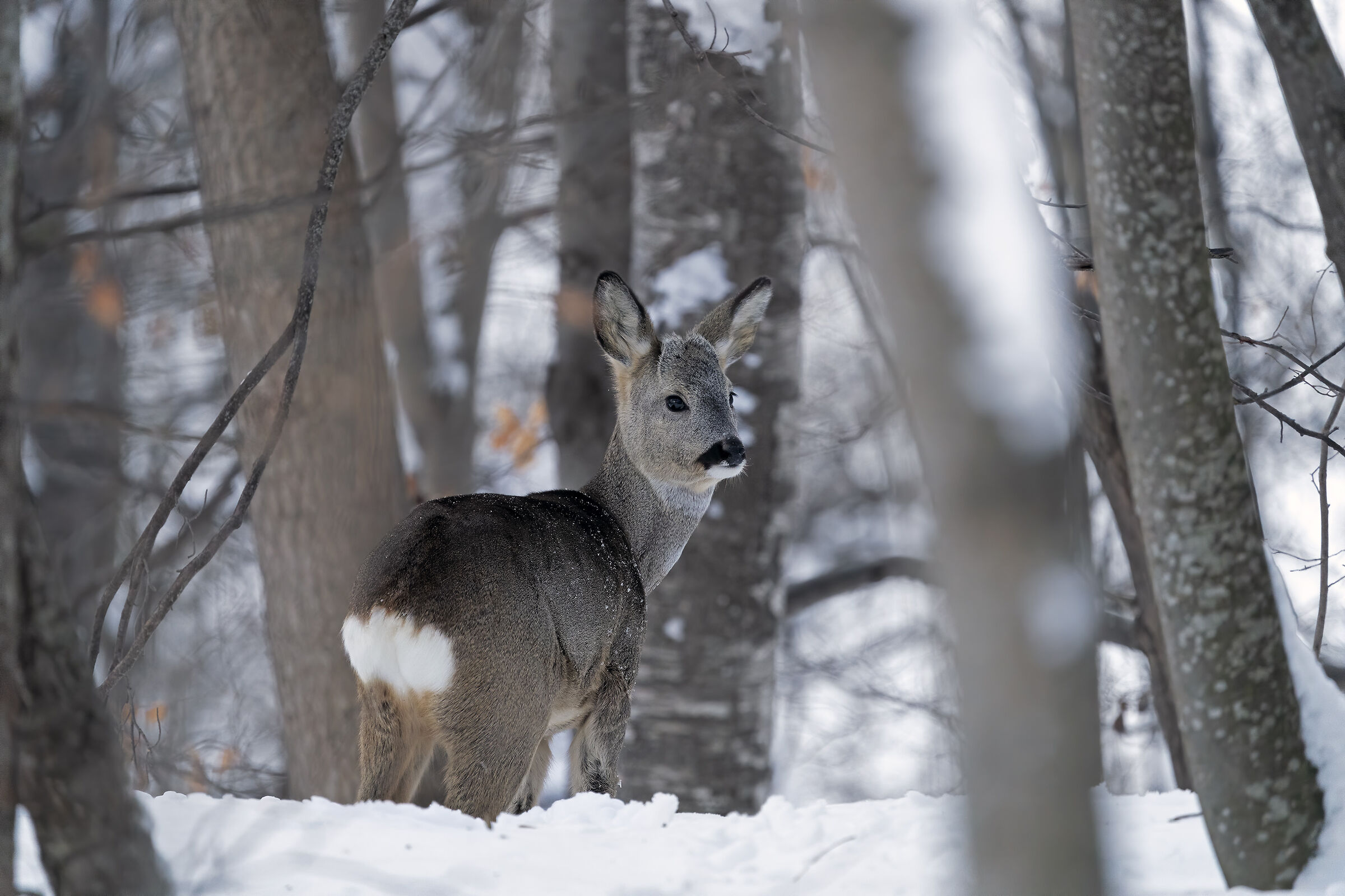 Young Roe deer.