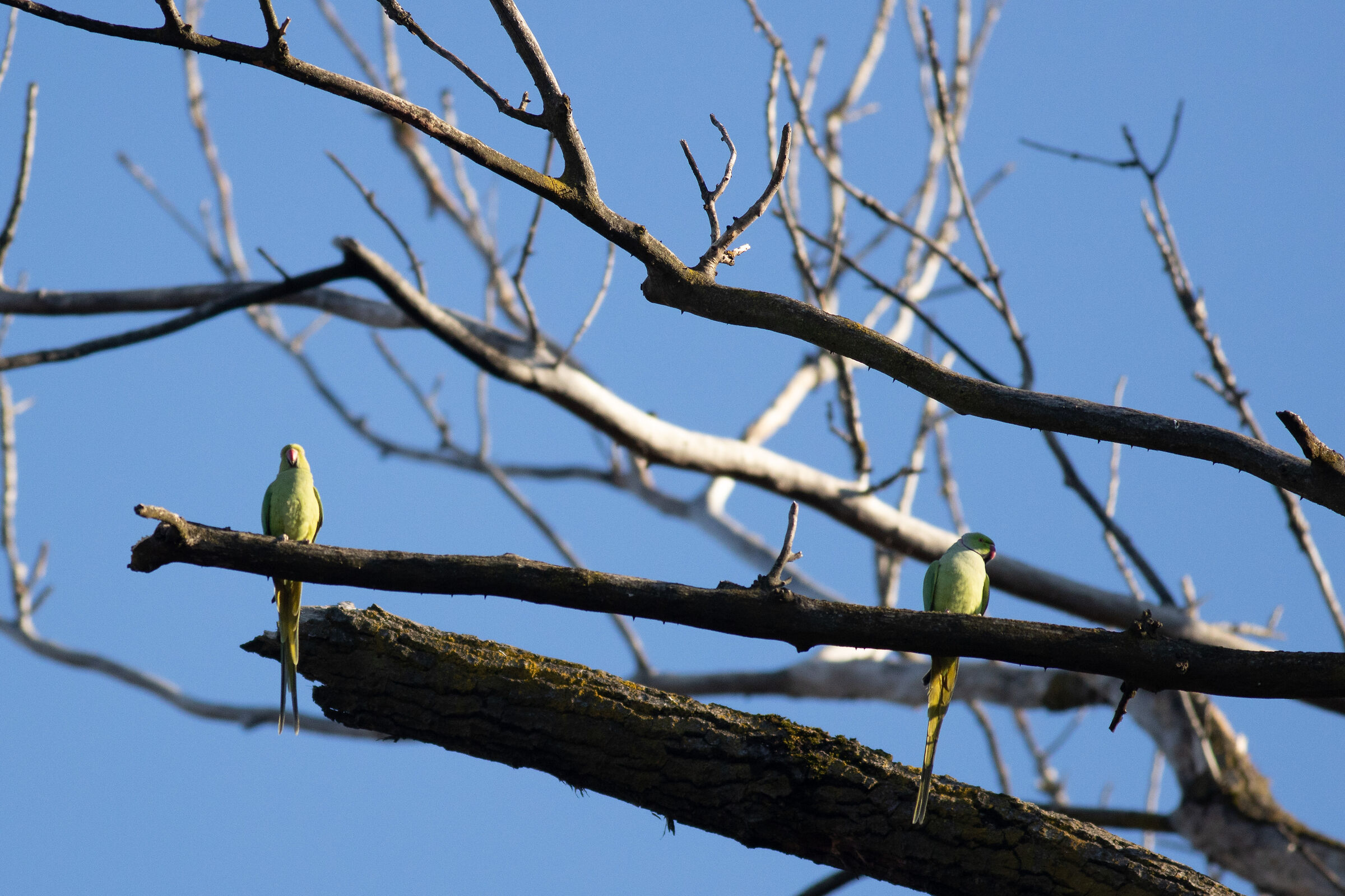 Parakeets