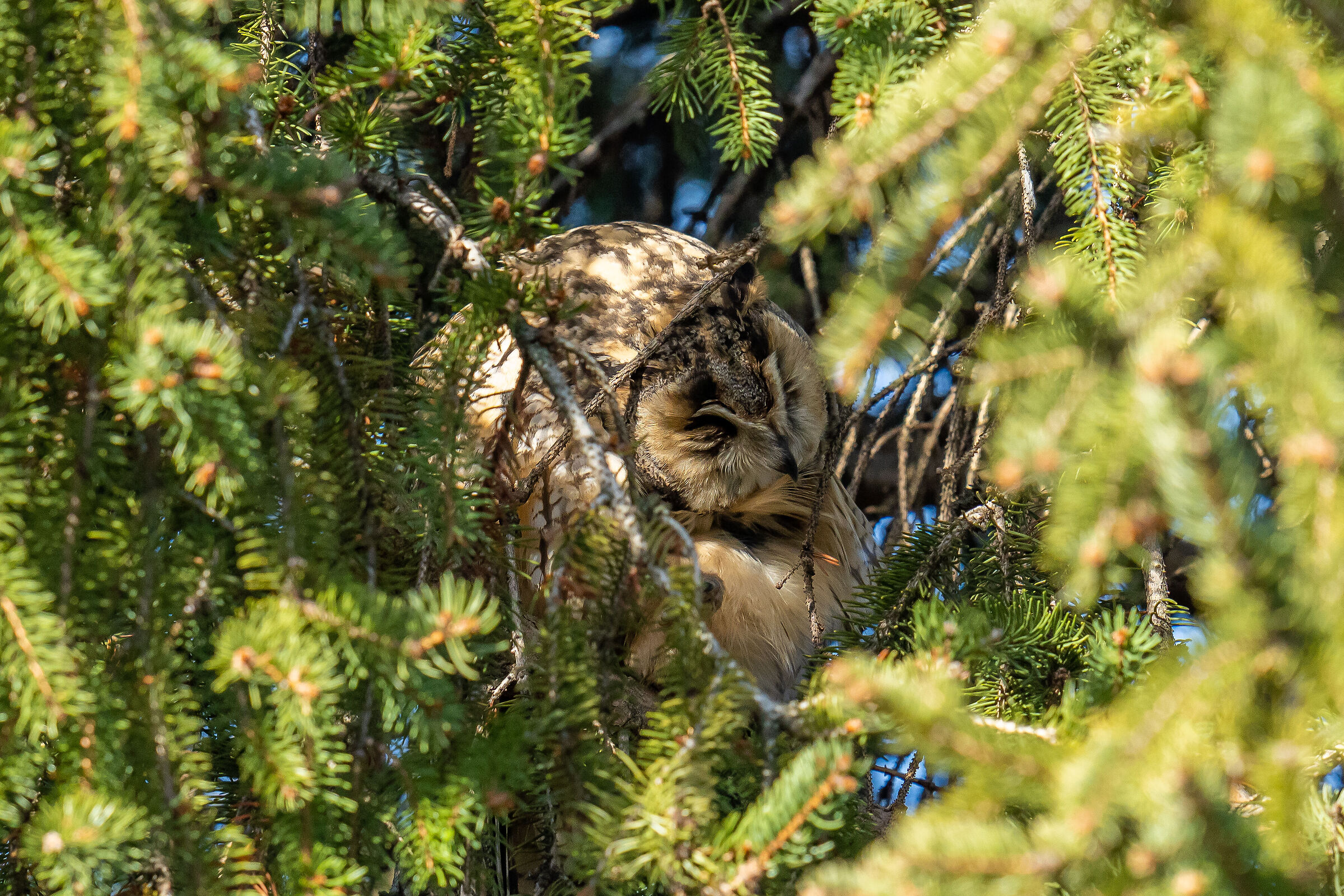 Common owl in preening