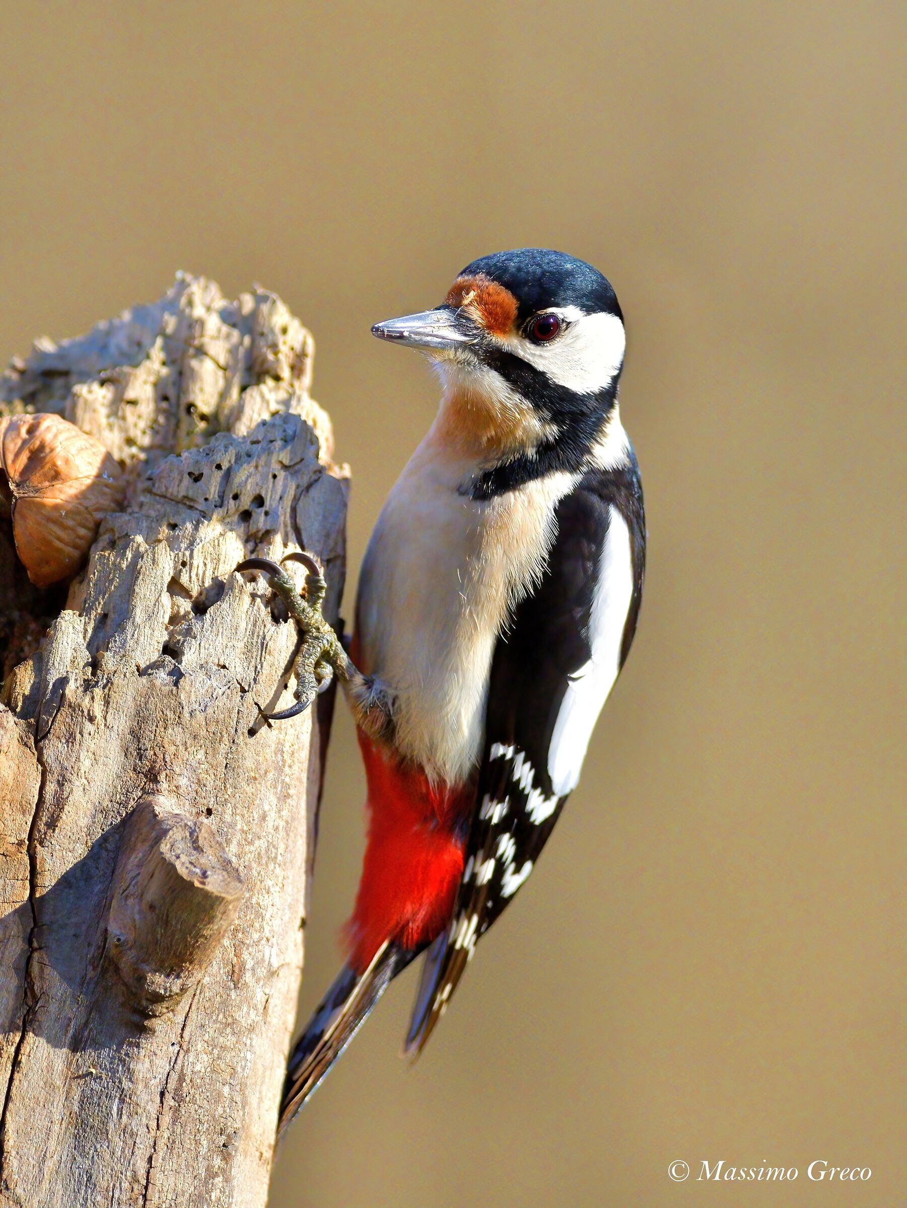 Major Red Woodpecker (Dendrocopos major)