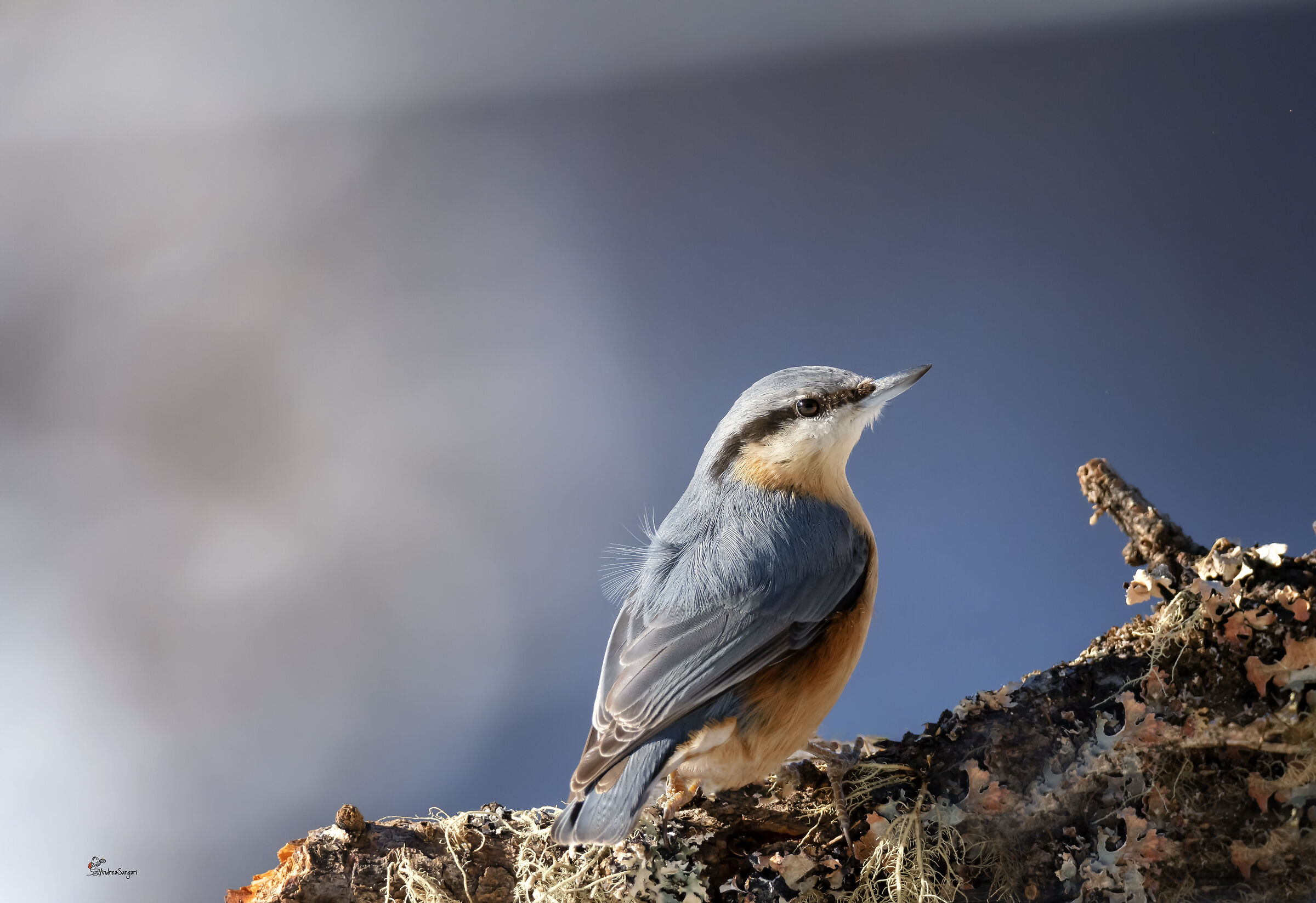 Il picchio imperfetto